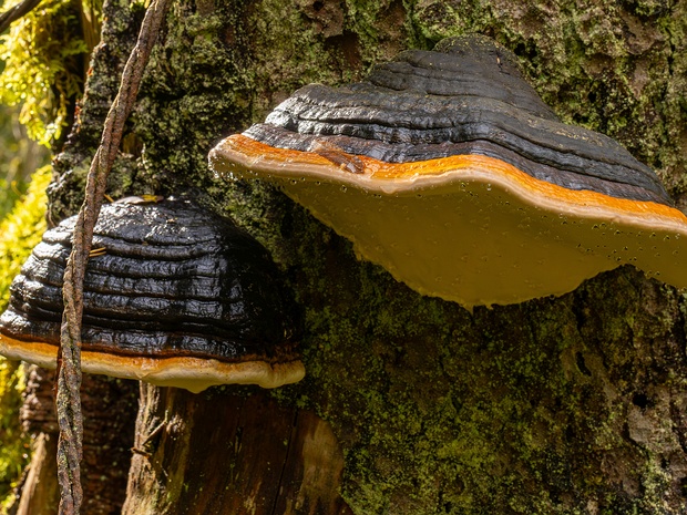 Фомитопсис окаймлённый - Fomitopsis pinicola