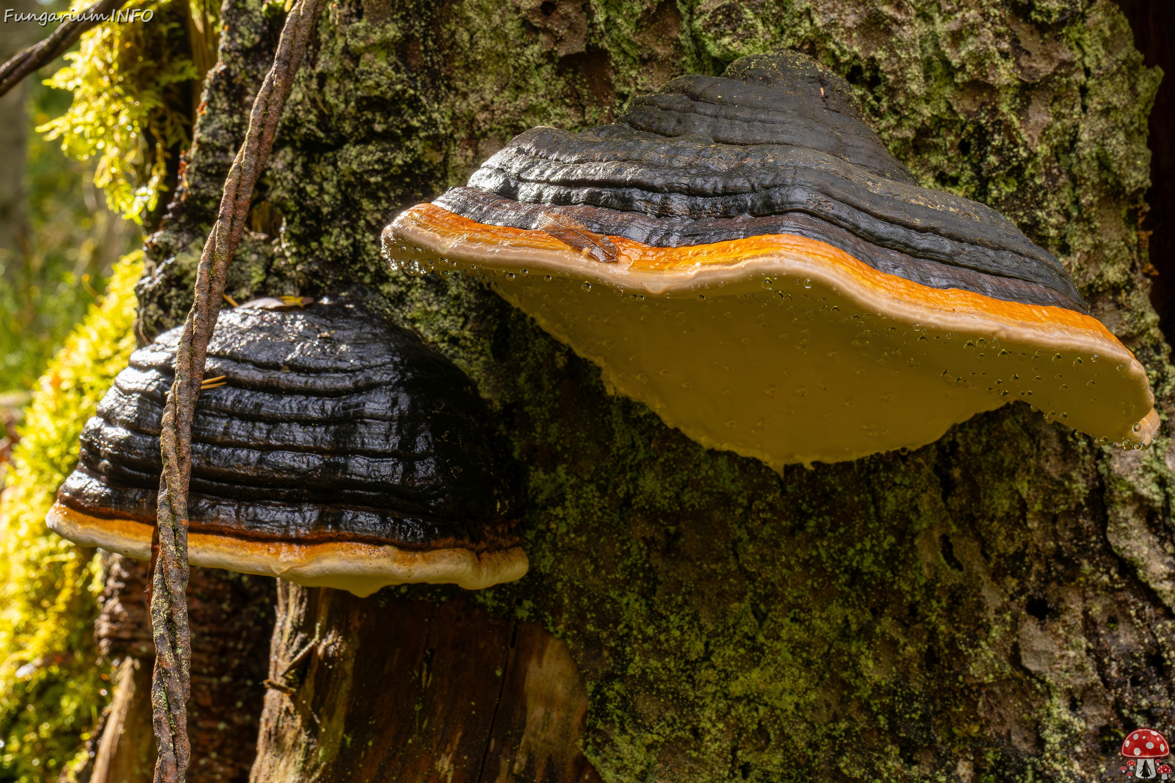 !fomitopsis-pinicola_2024-09-29_1-8_ 