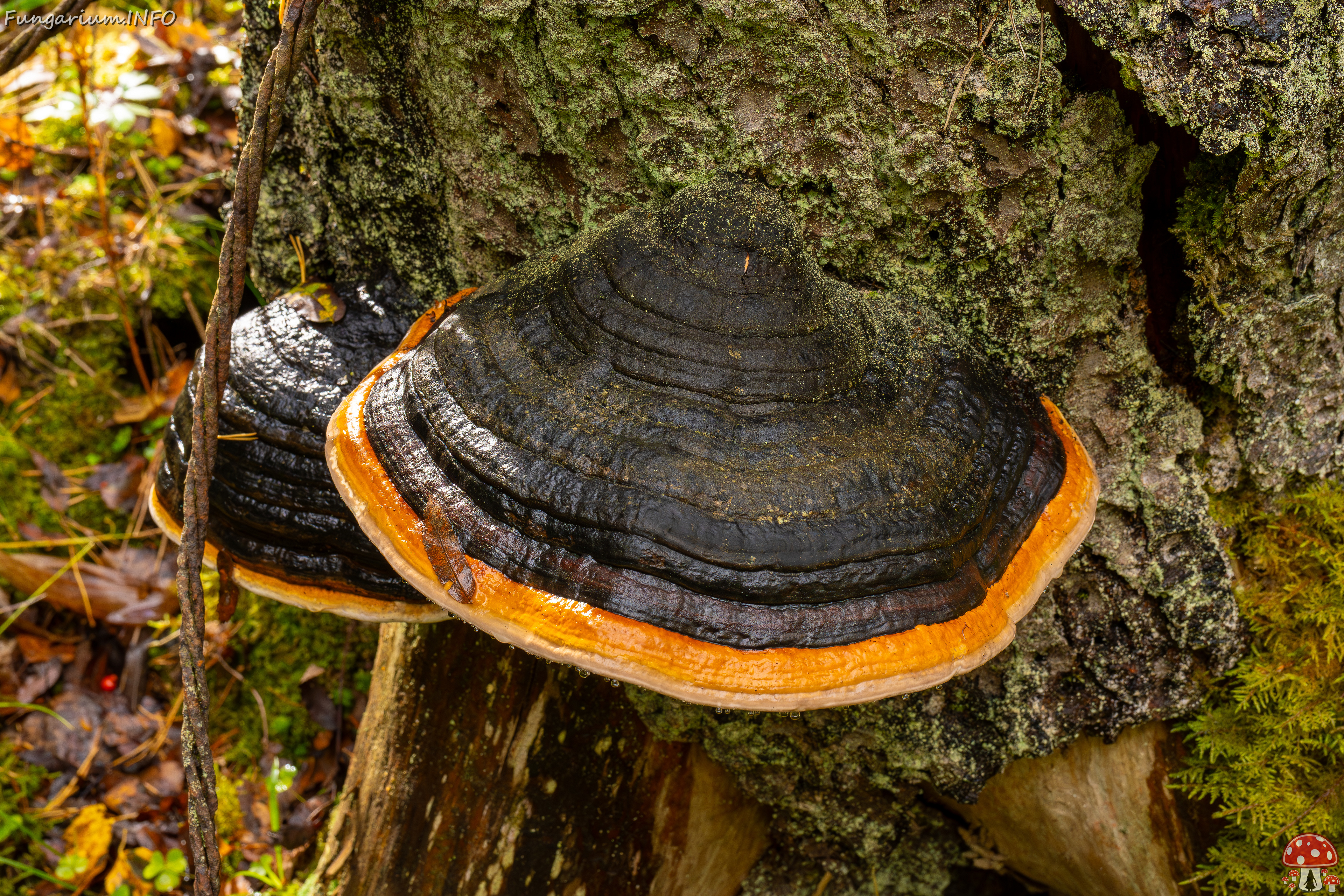 fomitopsis-pinicola_2024-09-29_1-1 