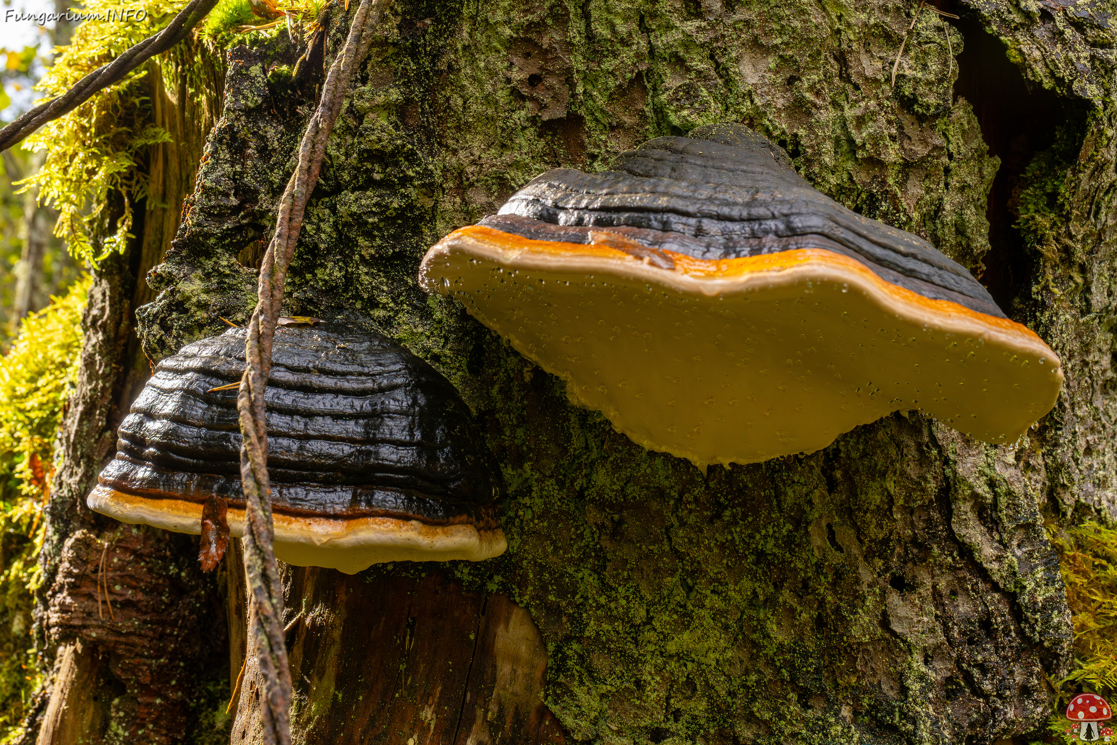 fomitopsis-pinicola_2024-09-29_1-10 