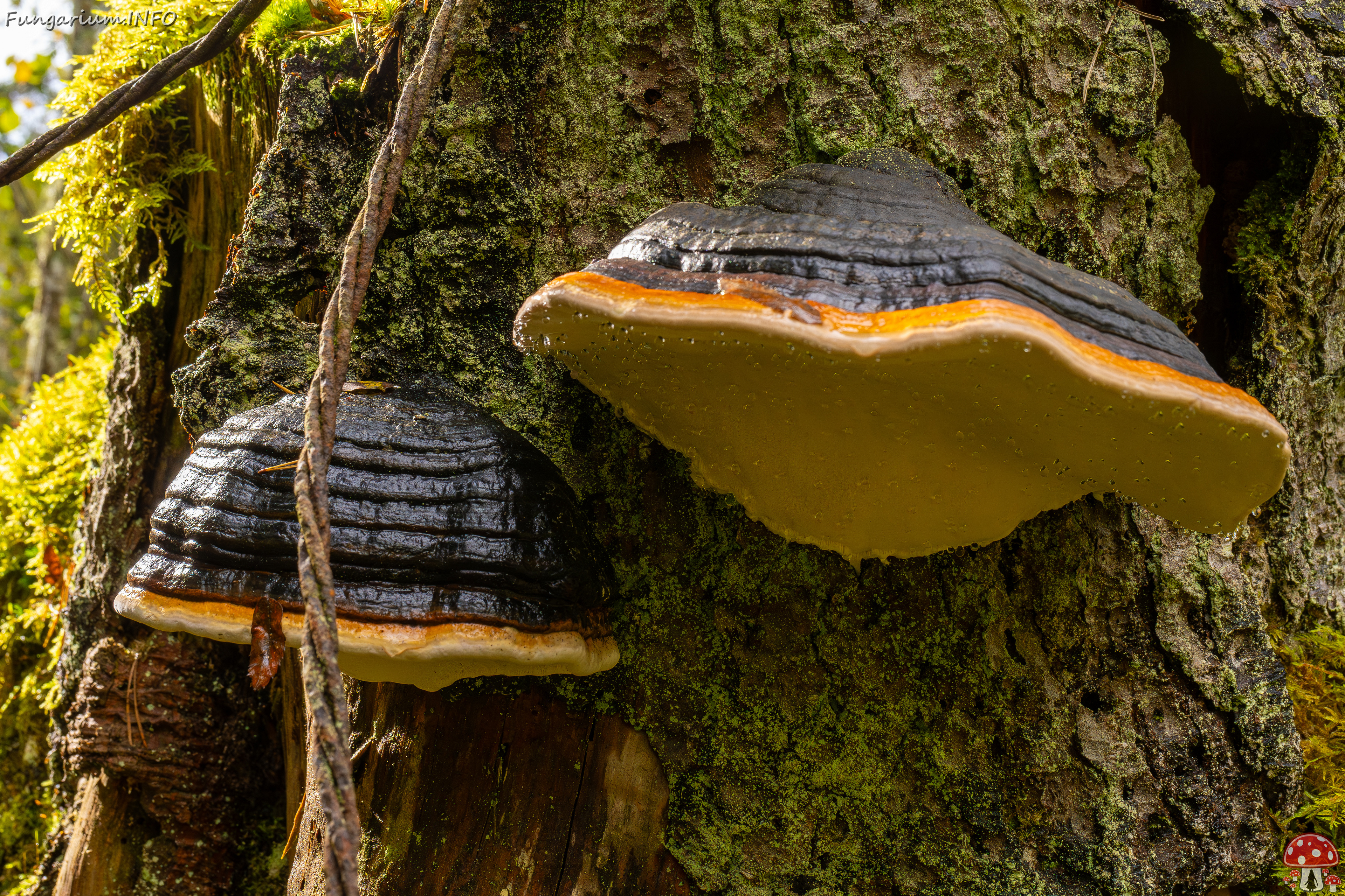 fomitopsis-pinicola_2024-09-29_1-11 