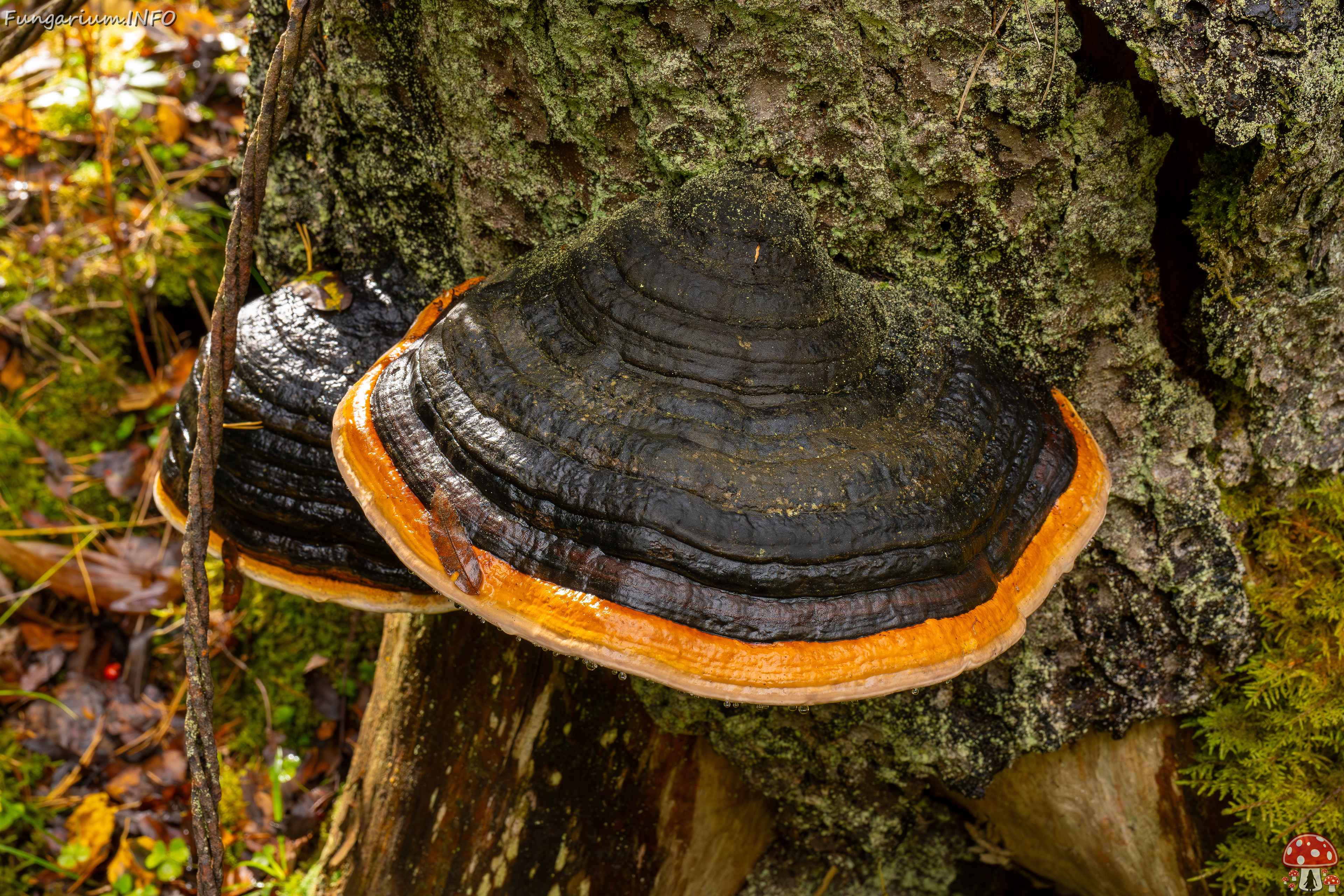 fomitopsis-pinicola_2024-09-29_1-2 