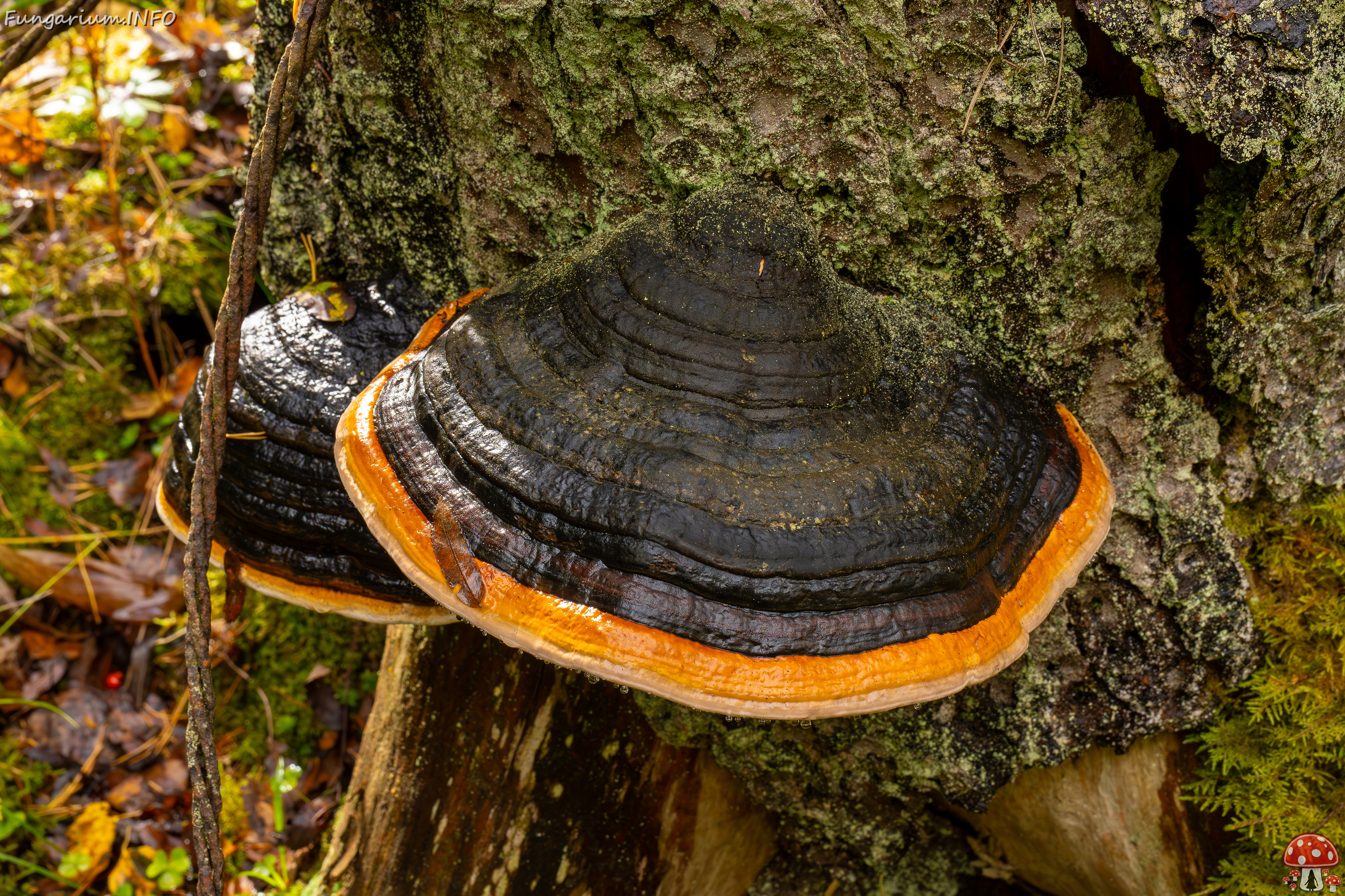 fomitopsis-pinicola_2024-09-29_1-3 