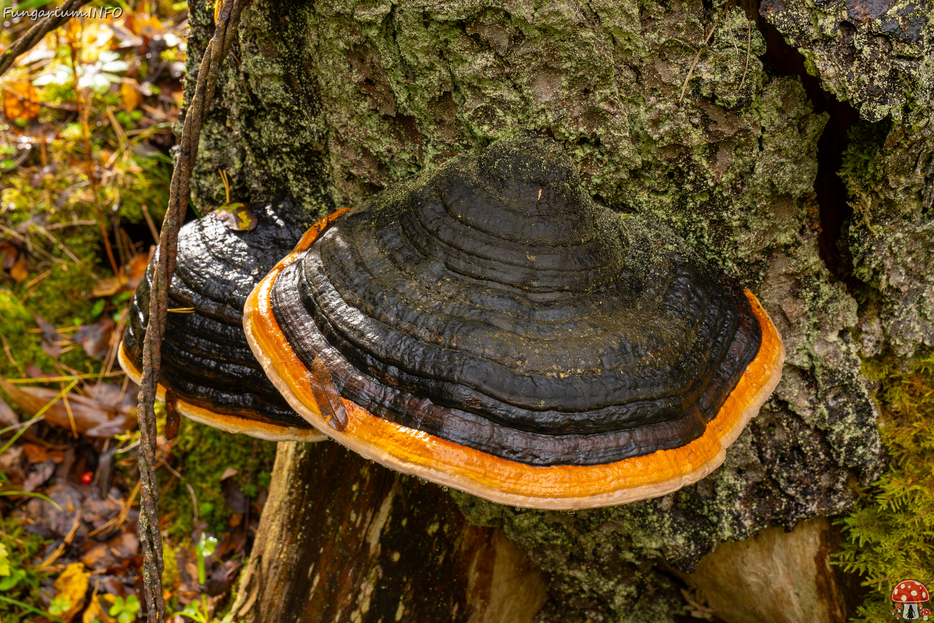 fomitopsis-pinicola_2024-09-29_1-4 