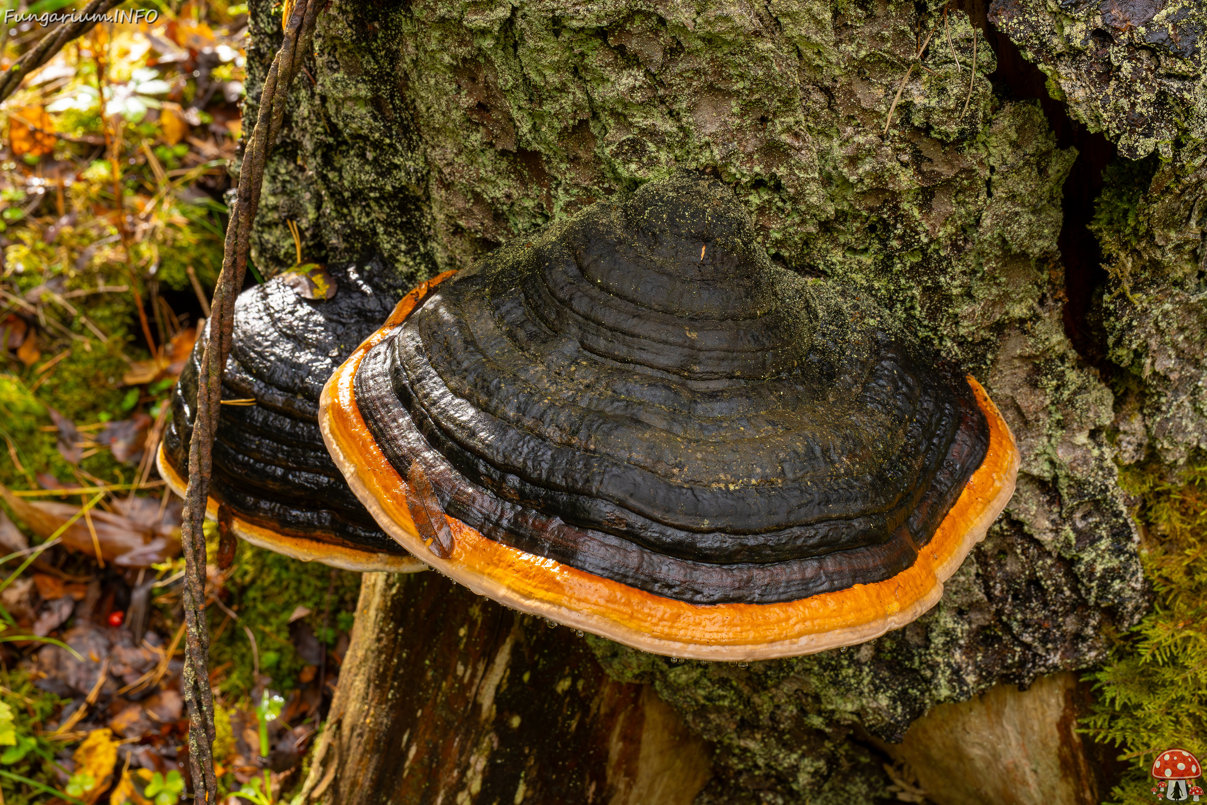 fomitopsis-pinicola_2024-09-29_1-5 