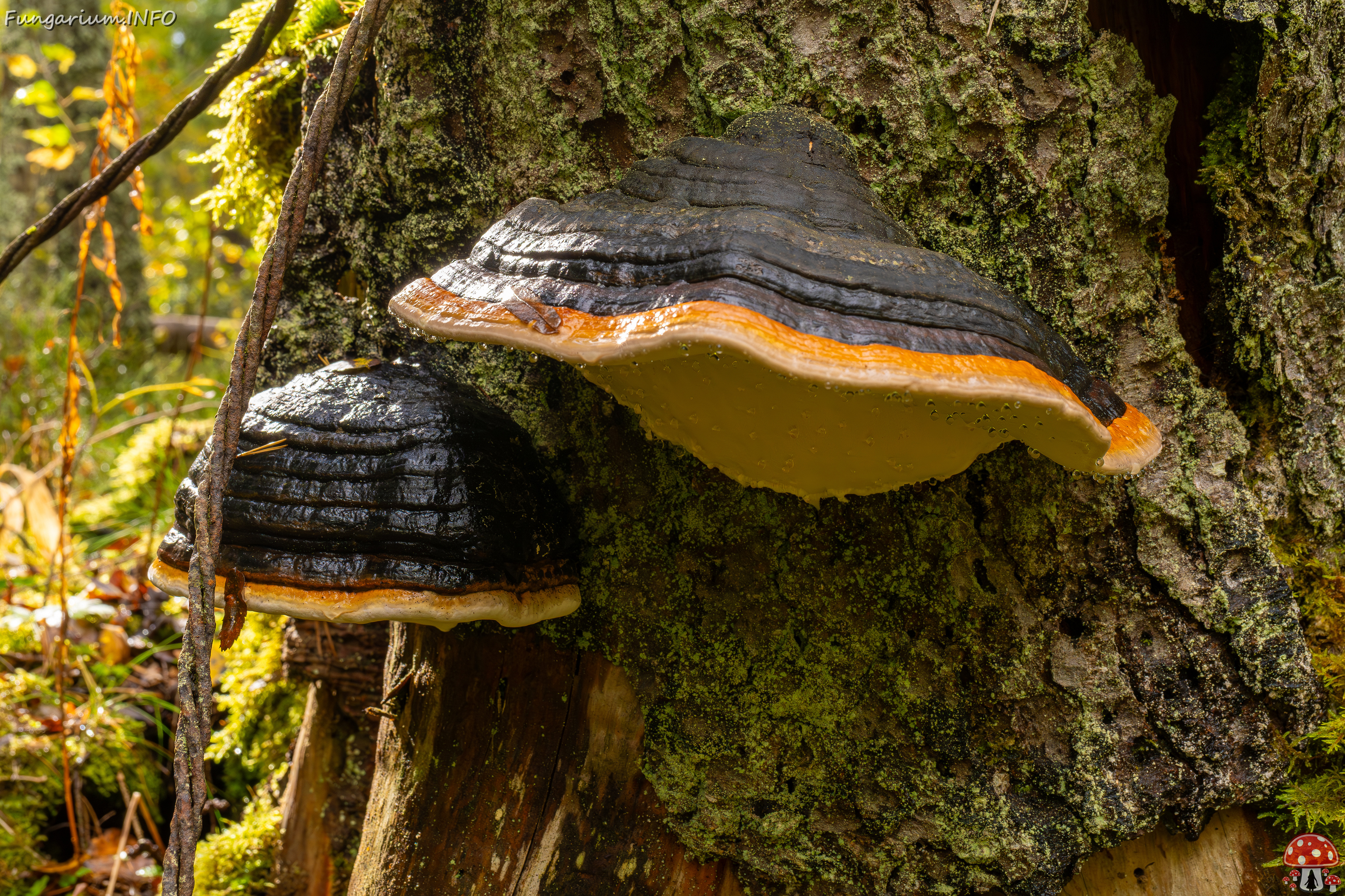 fomitopsis-pinicola_2024-09-29_1-6 