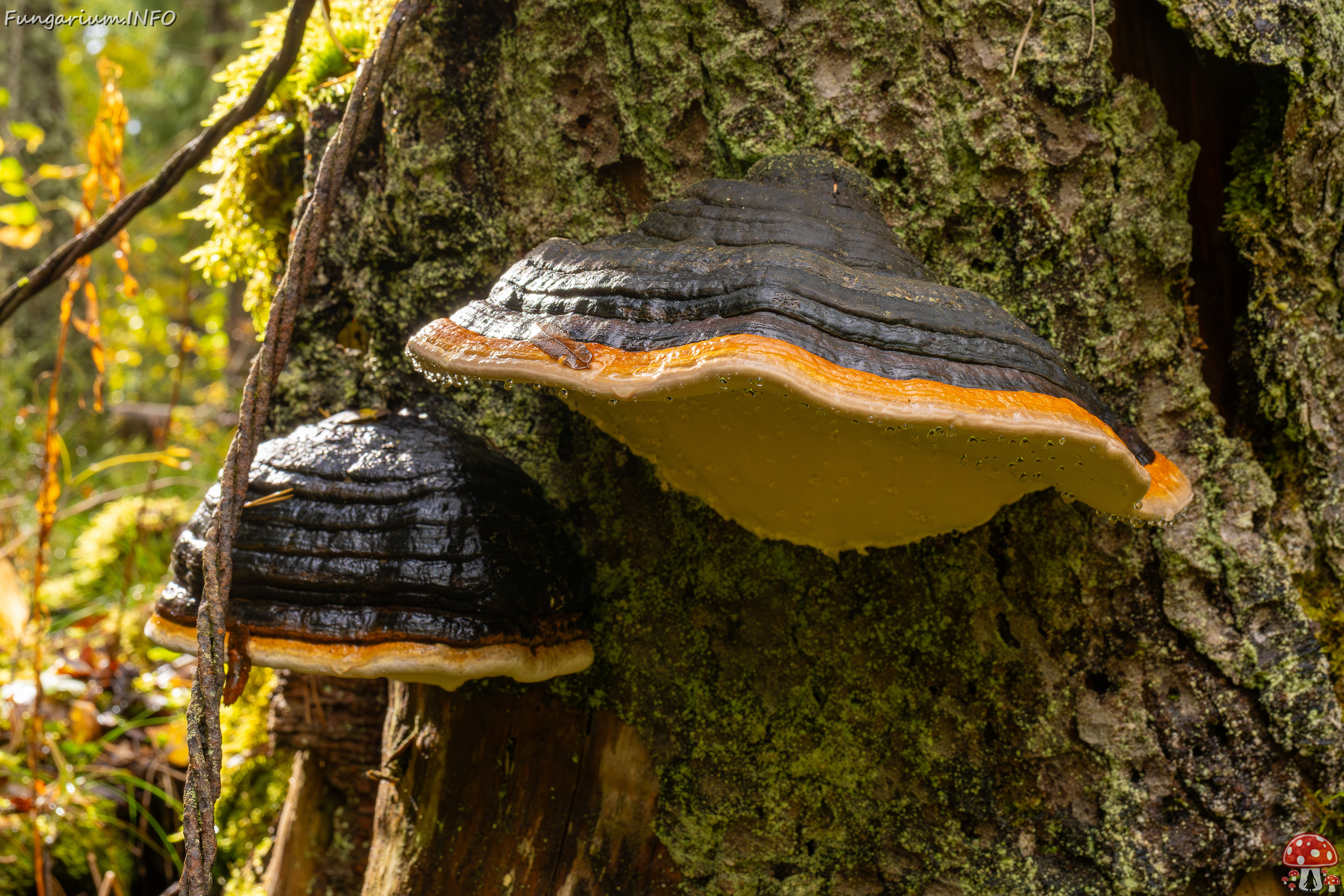 fomitopsis-pinicola_2024-09-29_1-7 