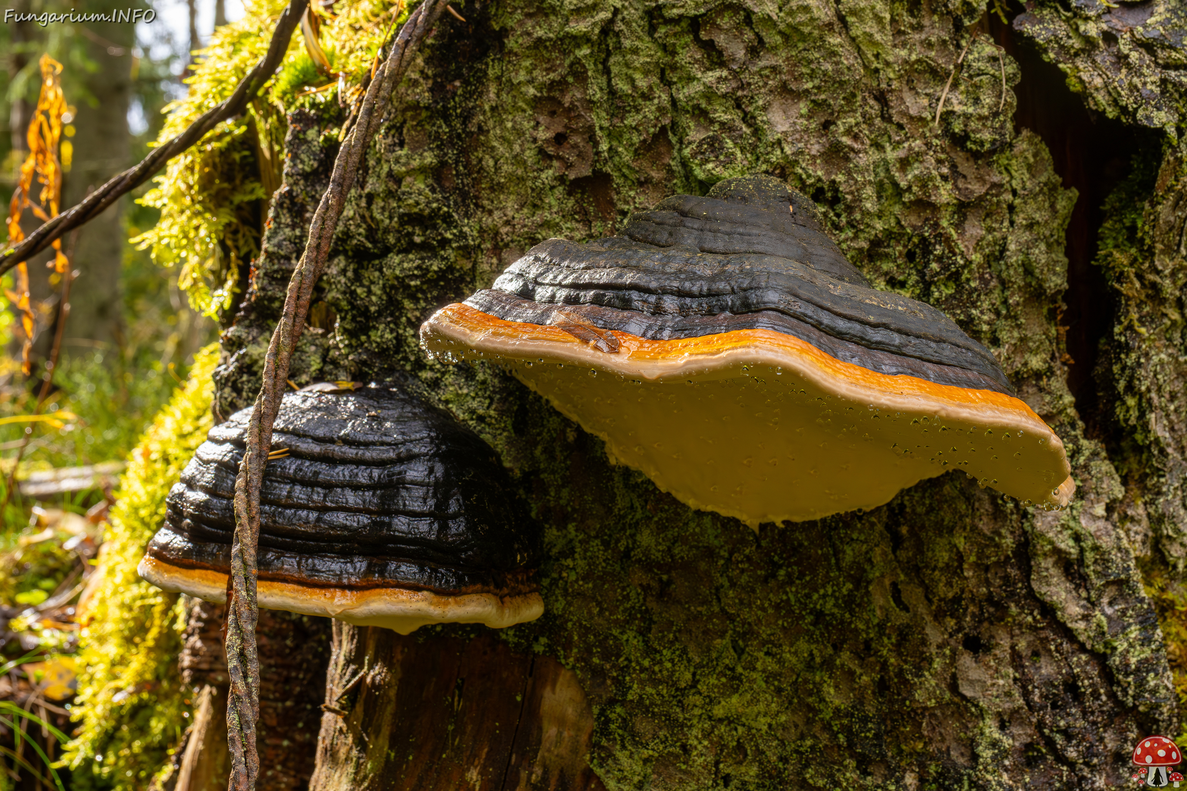 fomitopsis-pinicola_2024-09-29_1-8 