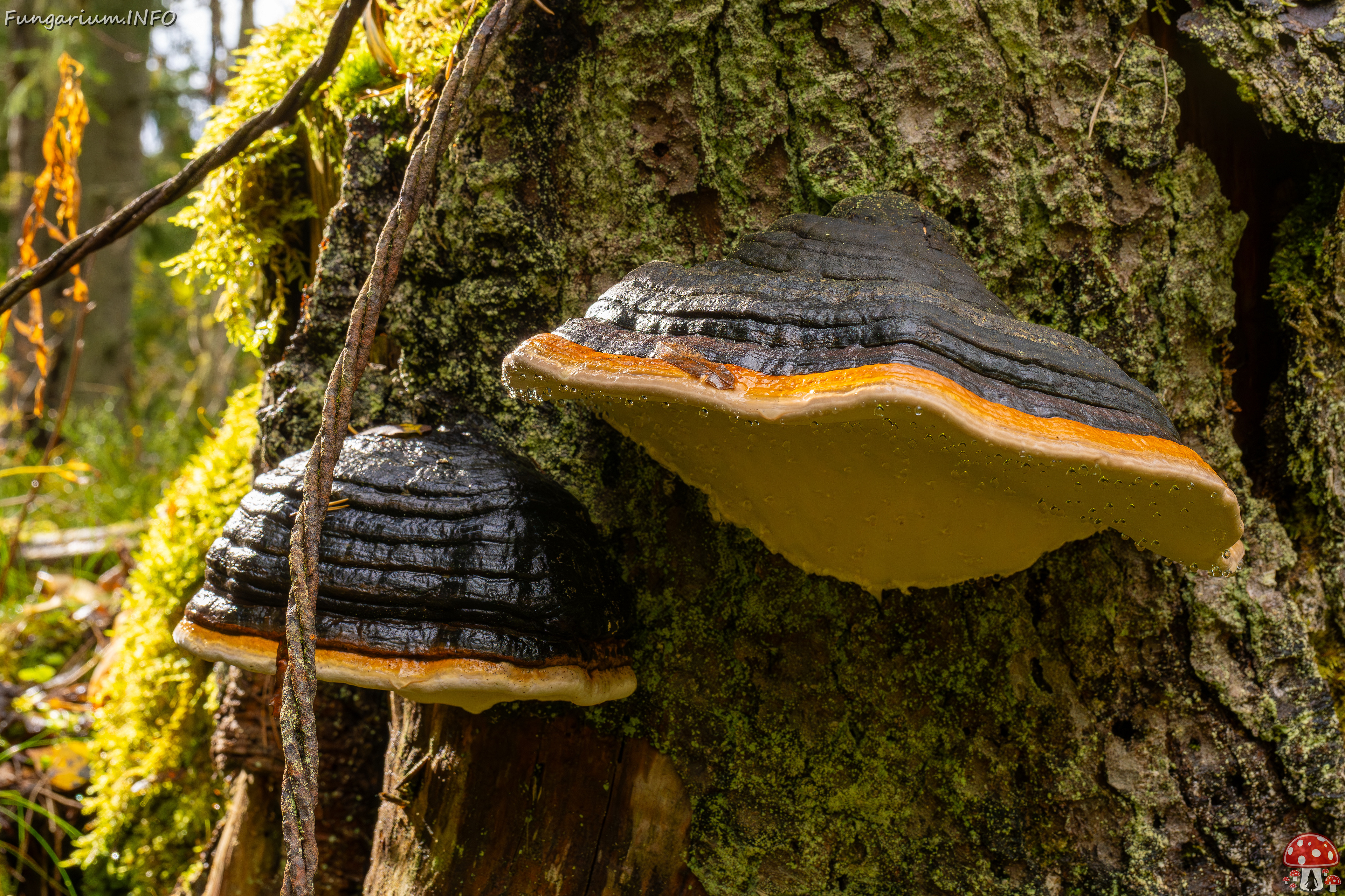 fomitopsis-pinicola_2024-09-29_1-9 