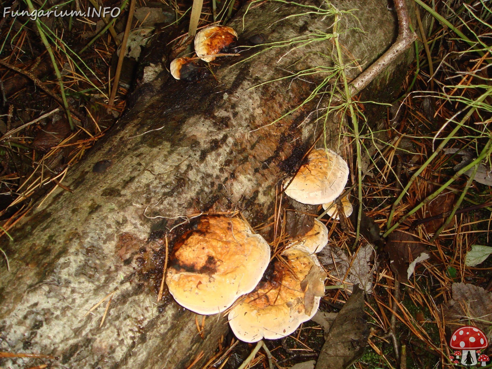 fungi-0002091 