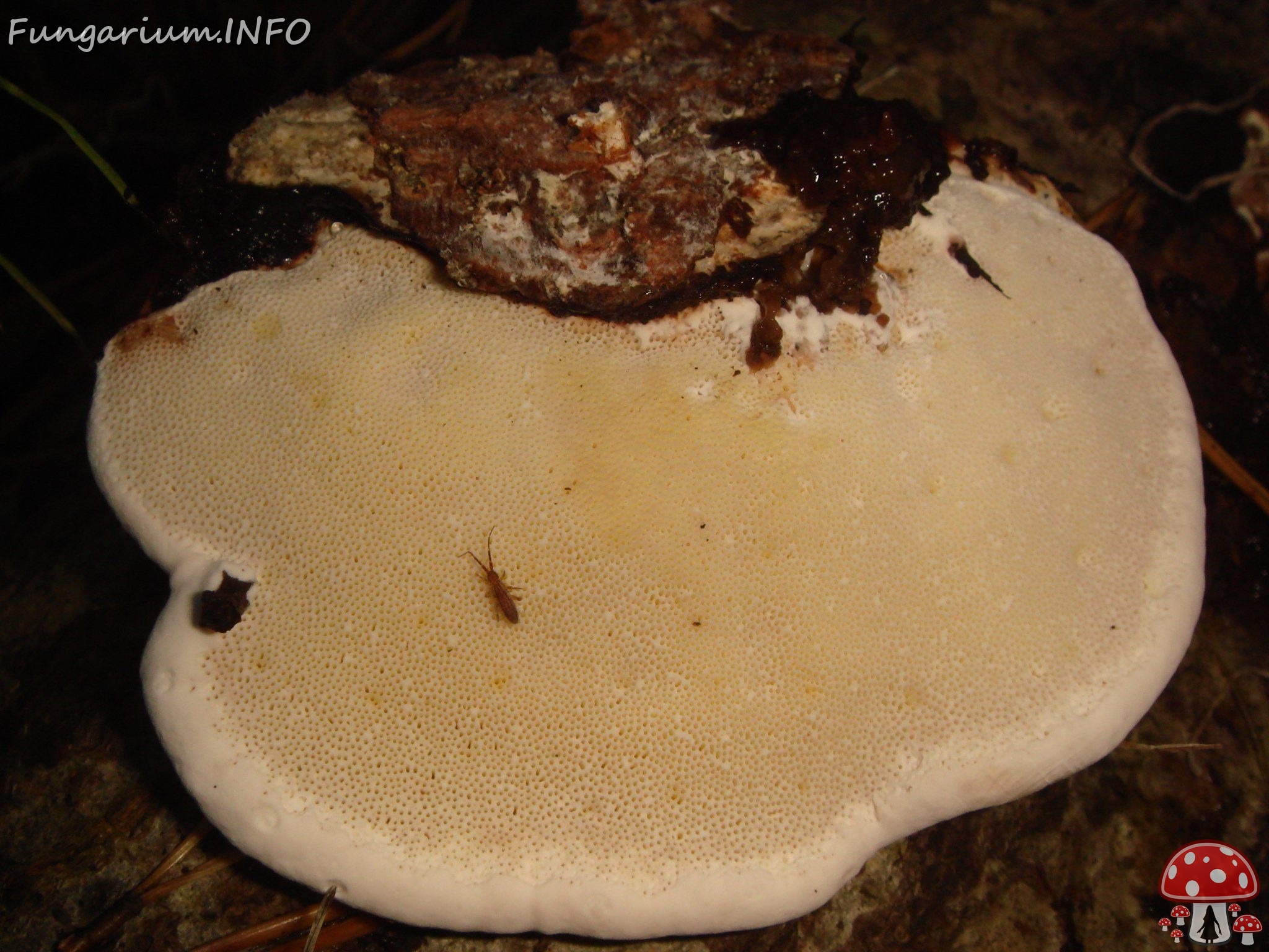fungi-0002095 