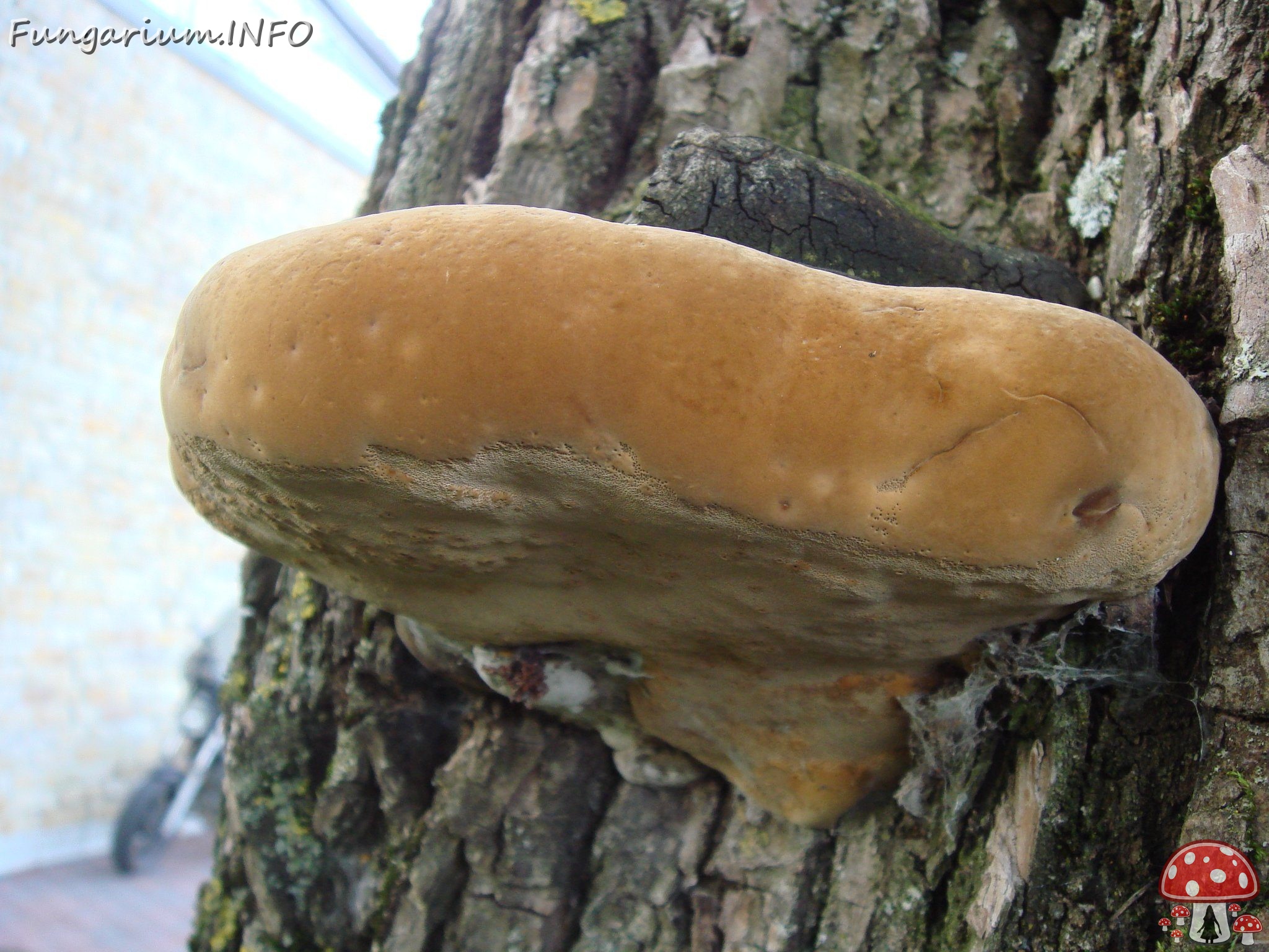 fungi-0003326 