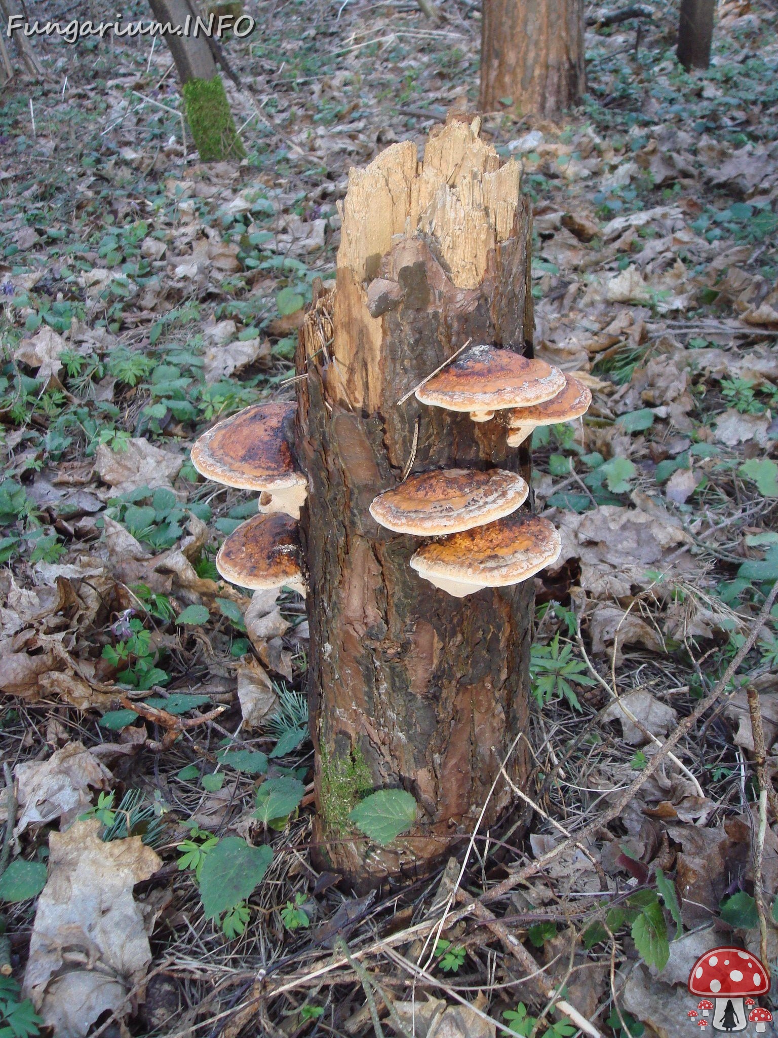 fungi-0003838 