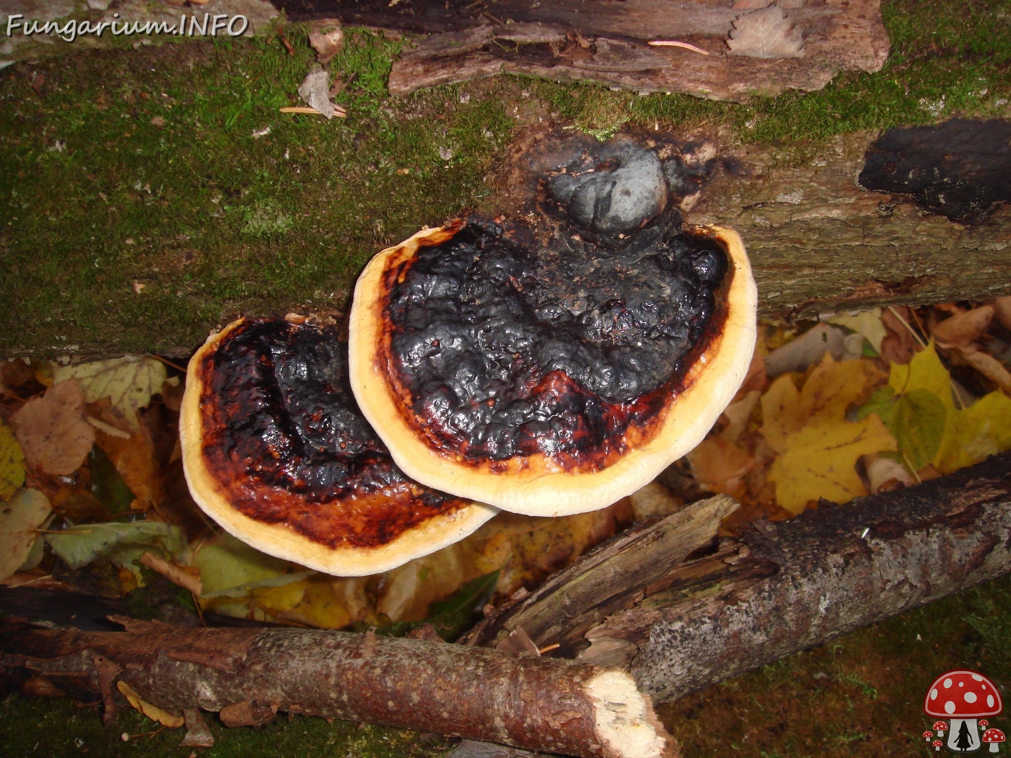 fungi-0004285 