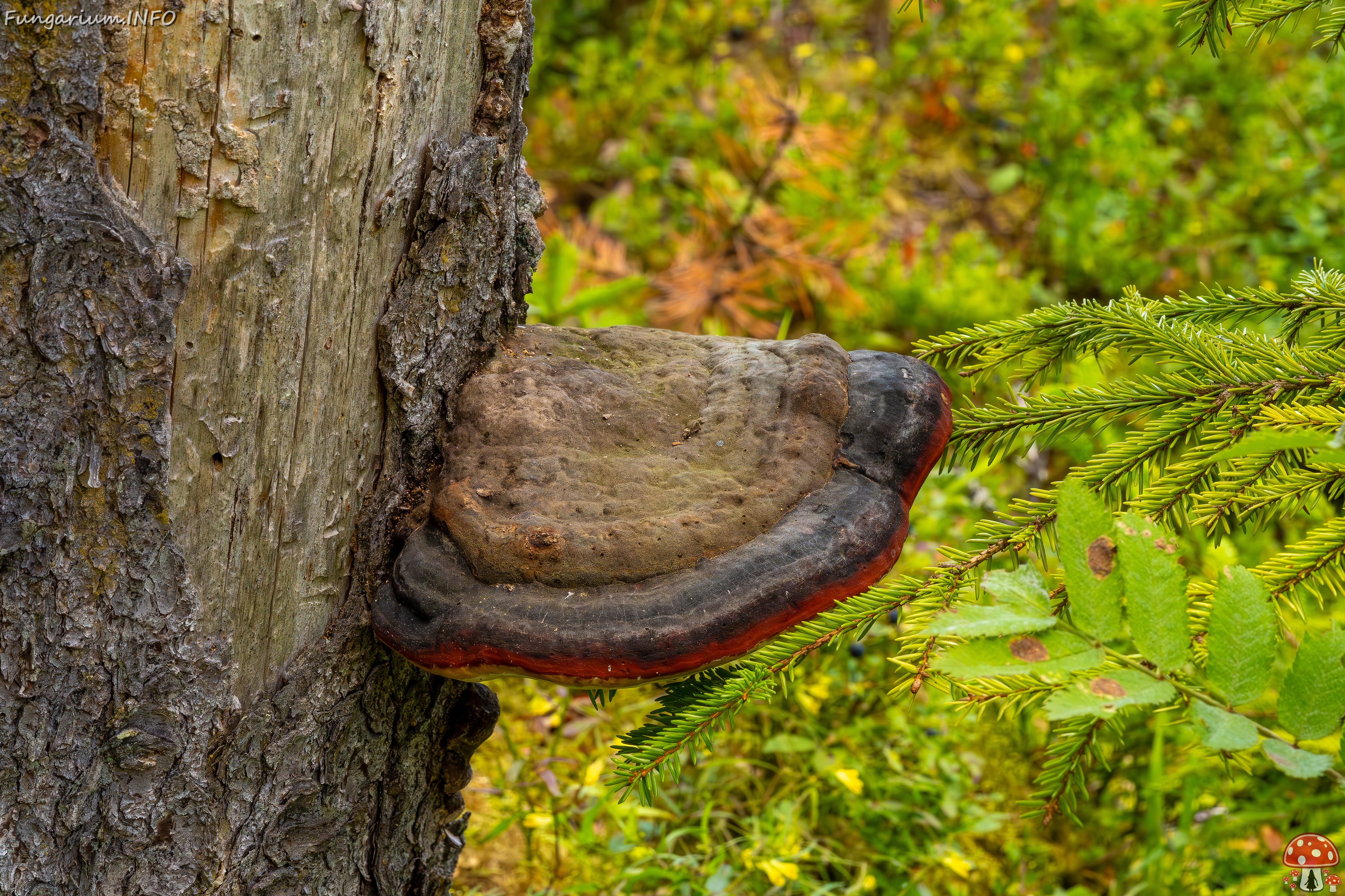 taedu_health_trail_forest-30 