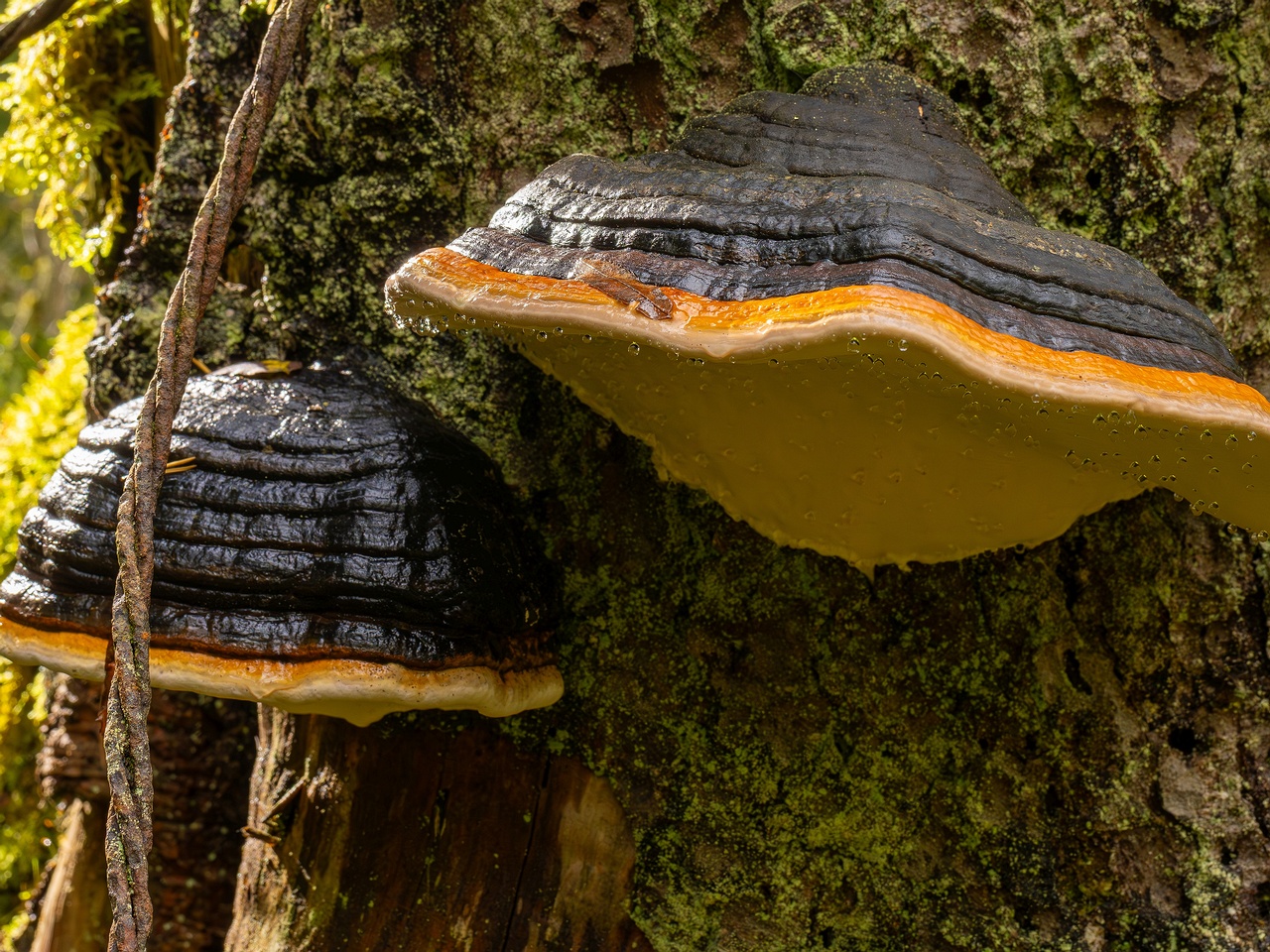 !fomitopsis-pinicola_2024-09-29_1-8_