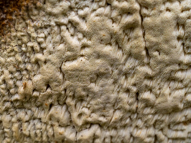 Дедалея золотисто-жёлтая - Daedalea xantha