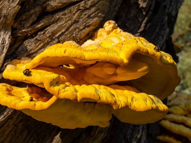 Летипорус серно-жёлтый - Laetiporus sulphureus