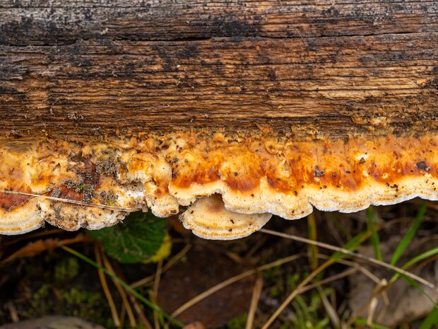 Фускопостия белошерстистая - Fuscopostia leucomallella