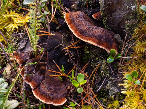 Ишнодермовые - Ischnodermataceae Ischnoderma is a genus of polypore fungi. Species in the genus have dark brown and tomentose fruit bodies that become...