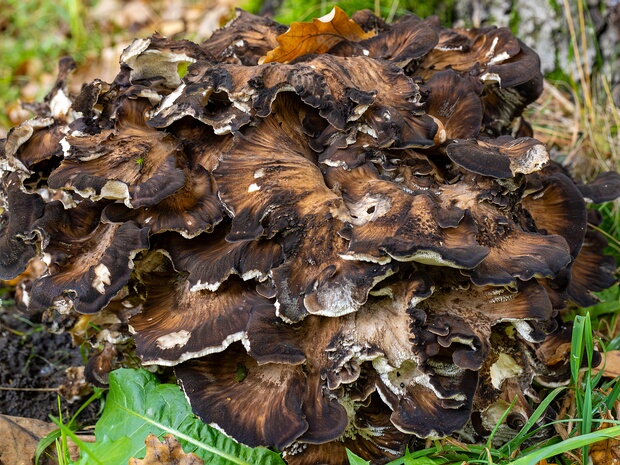 Мерипиловые - Meripilaceae The Meripilaceae are a family of fungi in the order Polyporales. The family was circumscribed by Swiss mycologist Walter...