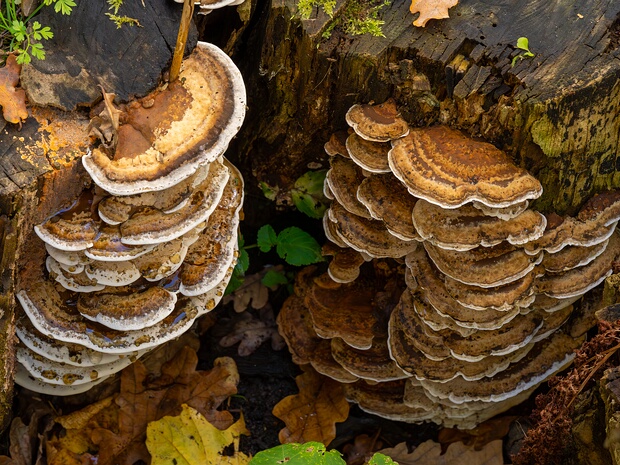 Фанерохетовые - Phanerochaetaceae The Phanerochaetaceae are a family of mostly crust fungi in the order Polyporales. Most Phanerochaetaceae species are...