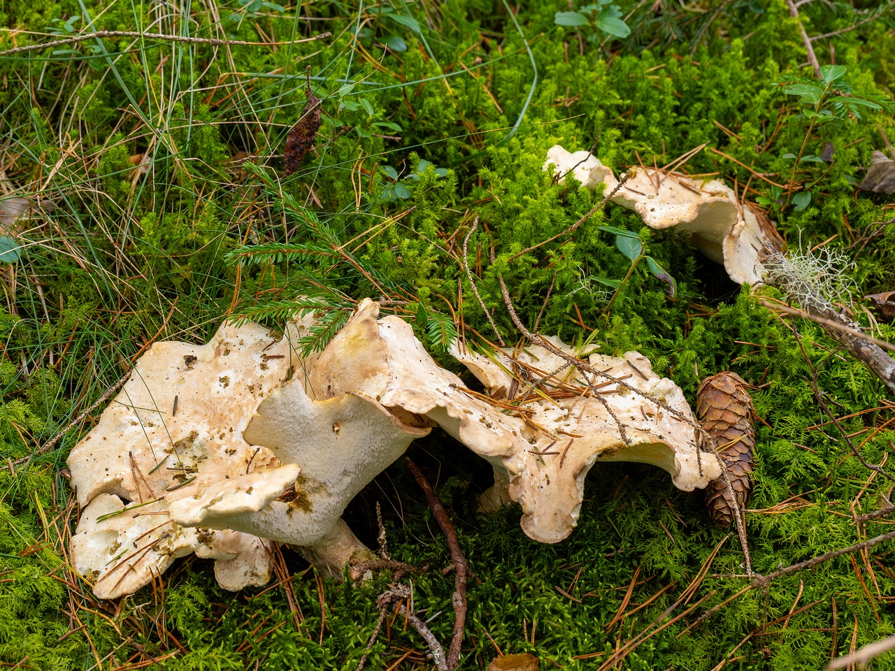 Albatrellus ovinus _2025-09-28_1-10