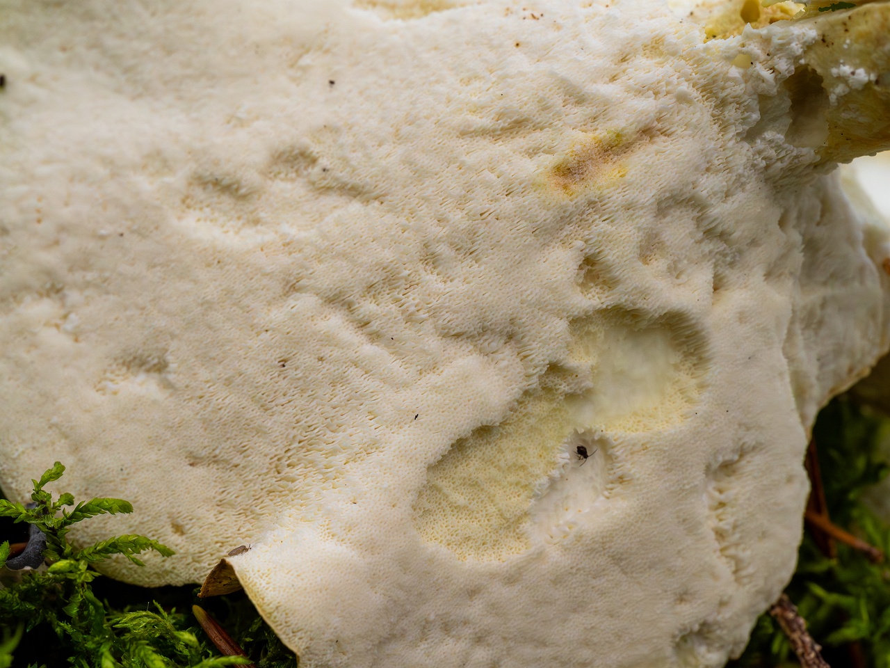 Albatrellus ovinus _2025-09-28_1-13