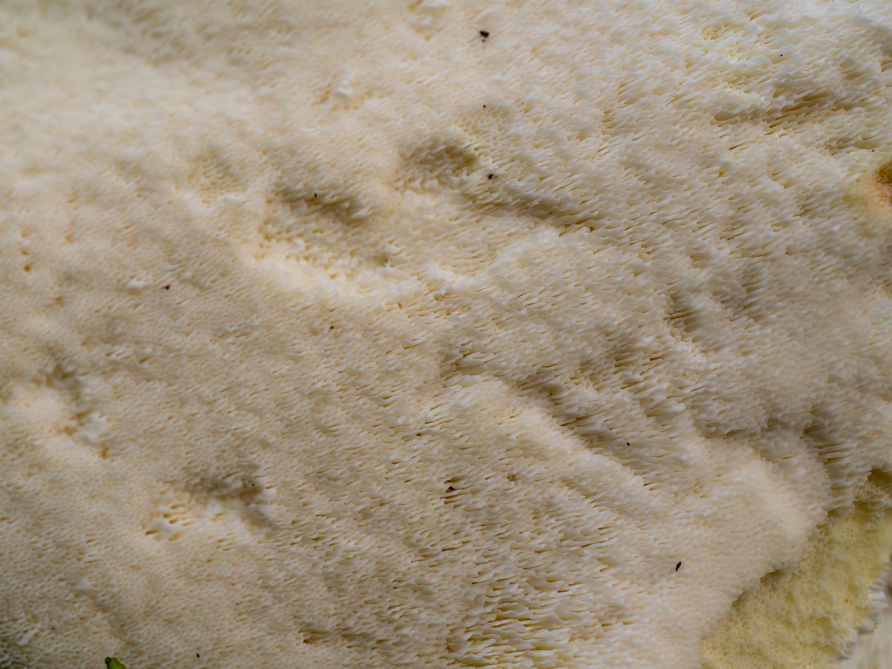 Albatrellus ovinus _2025-09-28_1-15