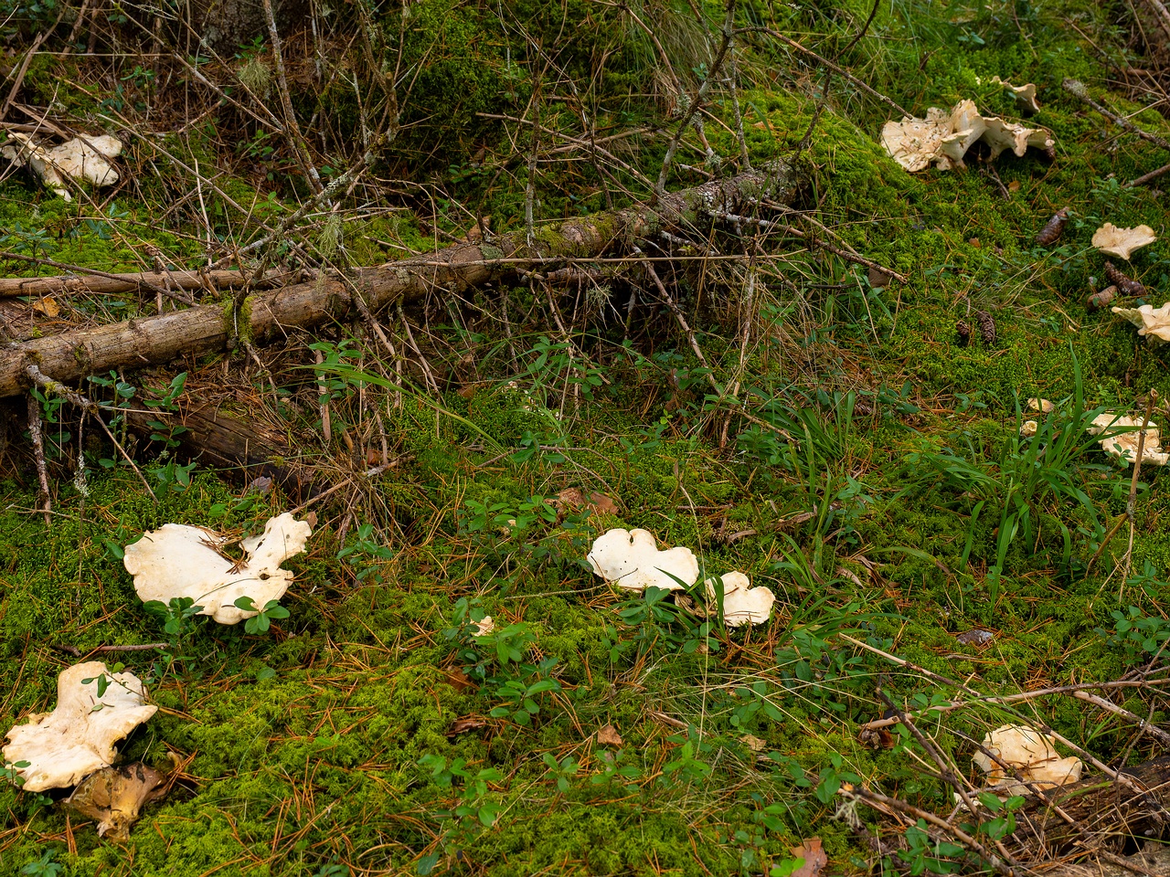 Albatrellus ovinus _2025-09-28_1-8