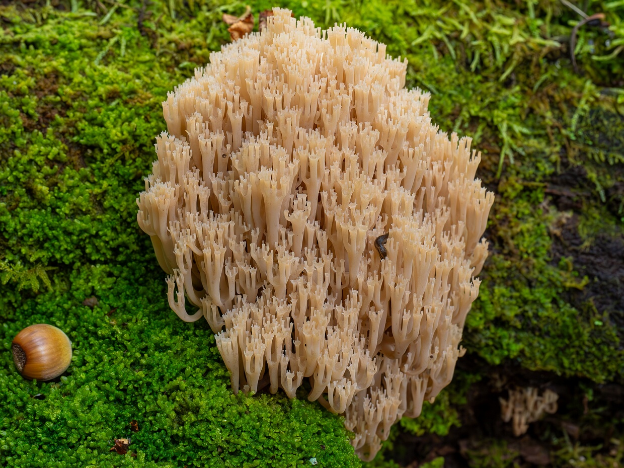 Артомицес крыночковидный - Artomyces pyxidatus