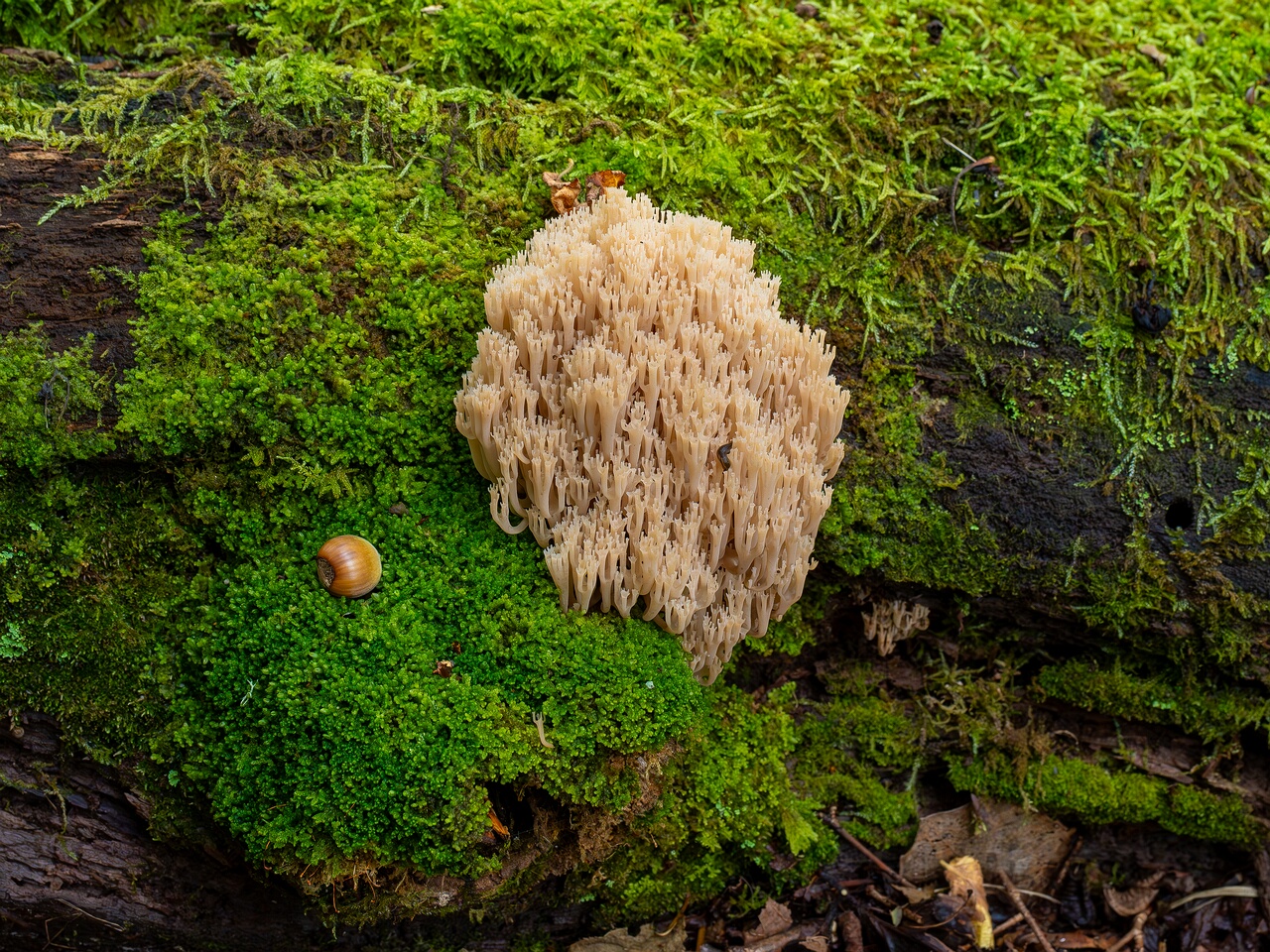 Artomyces pyxidatus _2026-09-19_1-1