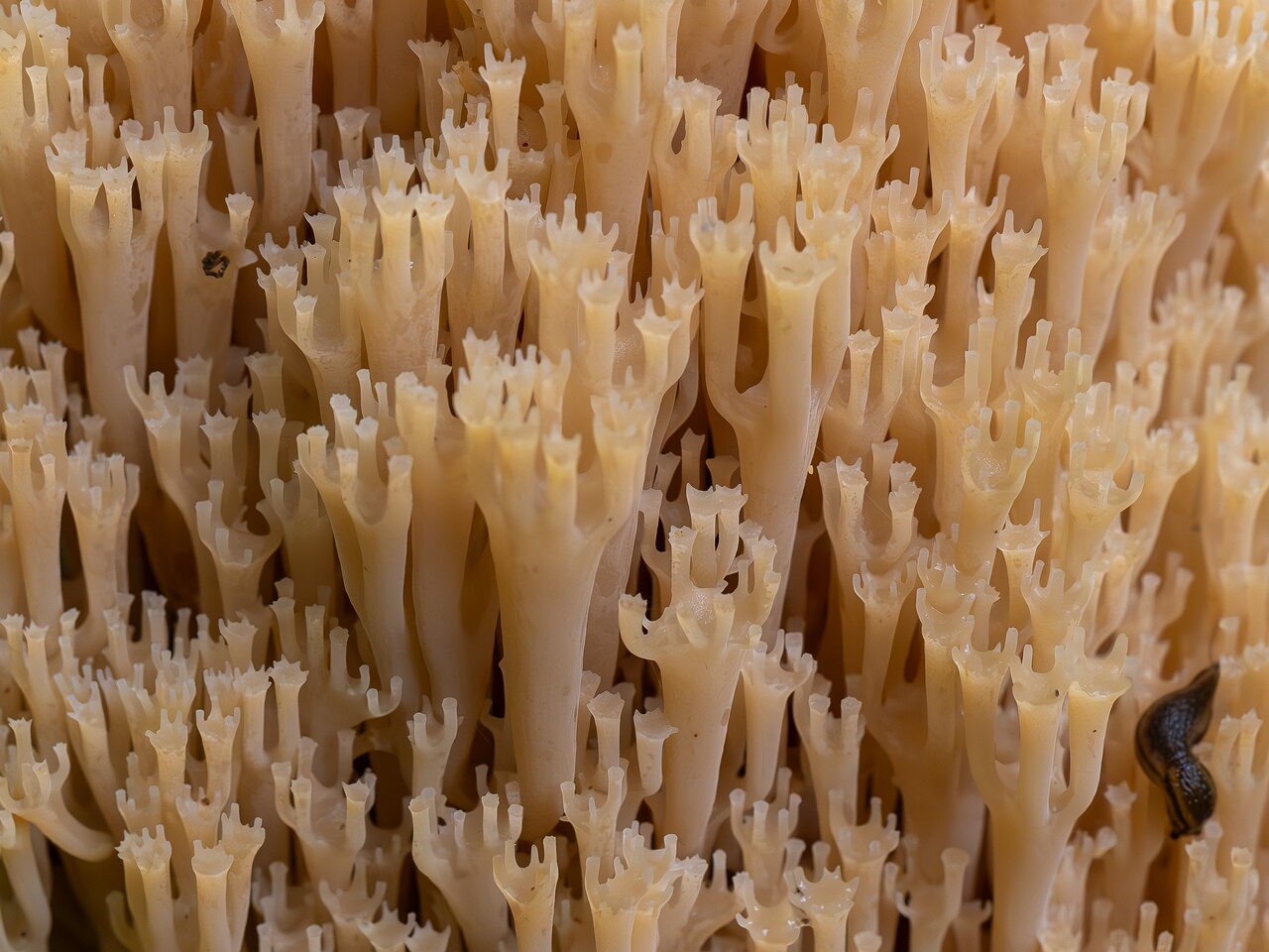 Artomyces pyxidatus _2026-09-19_1-3