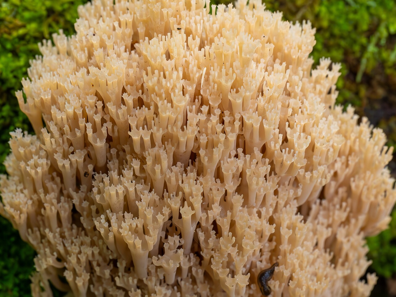 Artomyces pyxidatus _2026-09-19_1-4