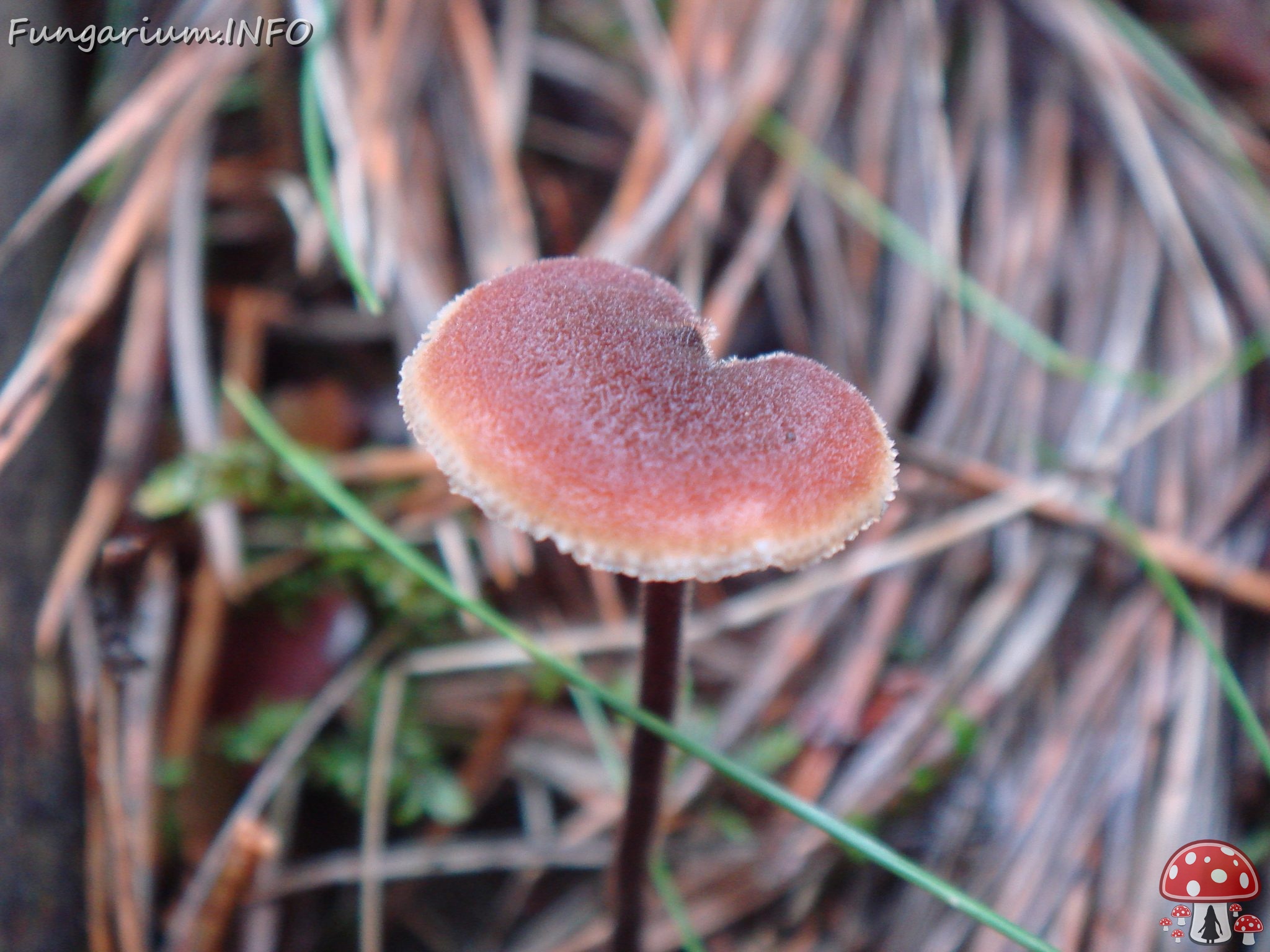 fungi-0004687 