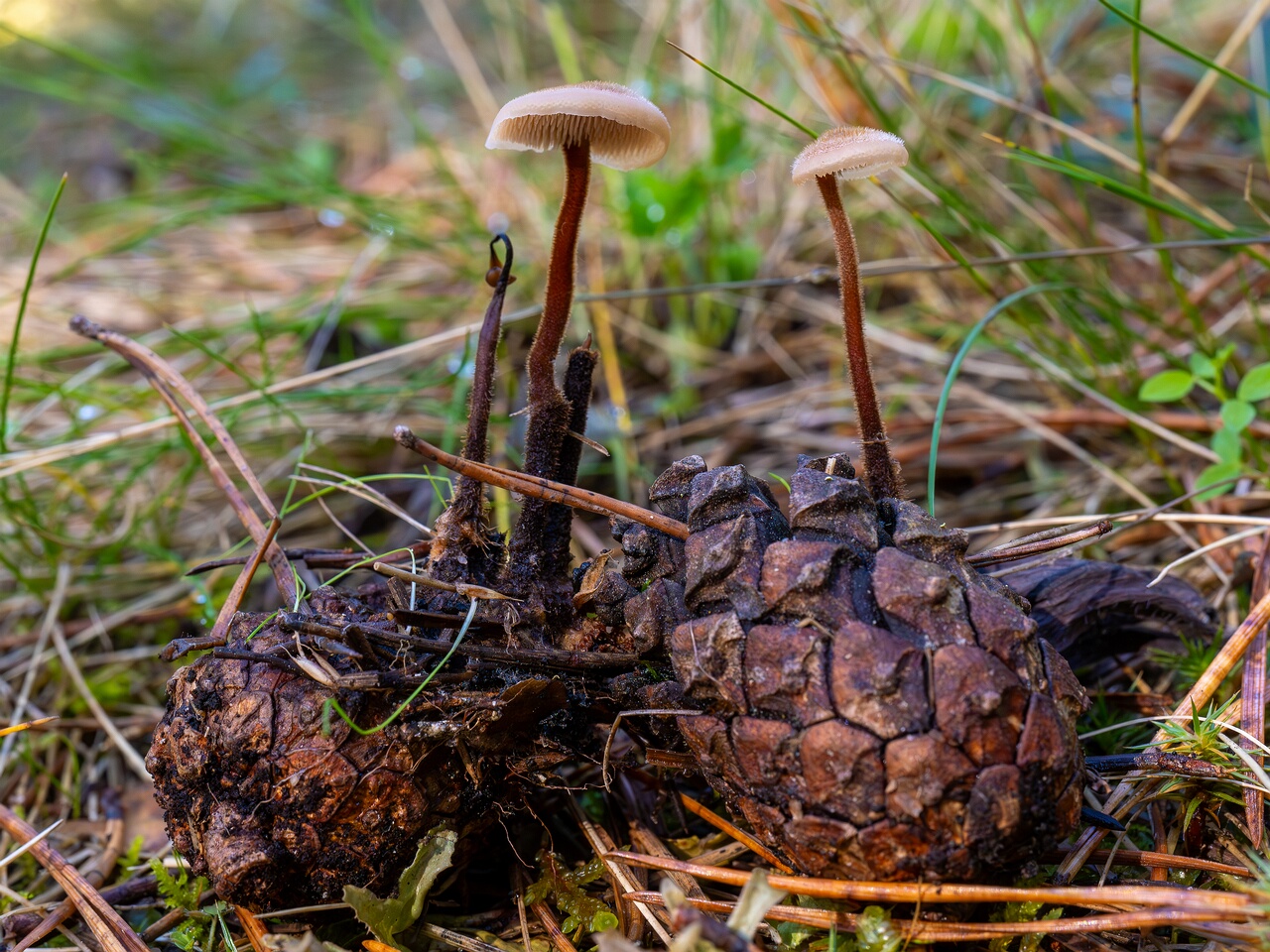Auriscalpium vulgare _2026-09-14_2-1