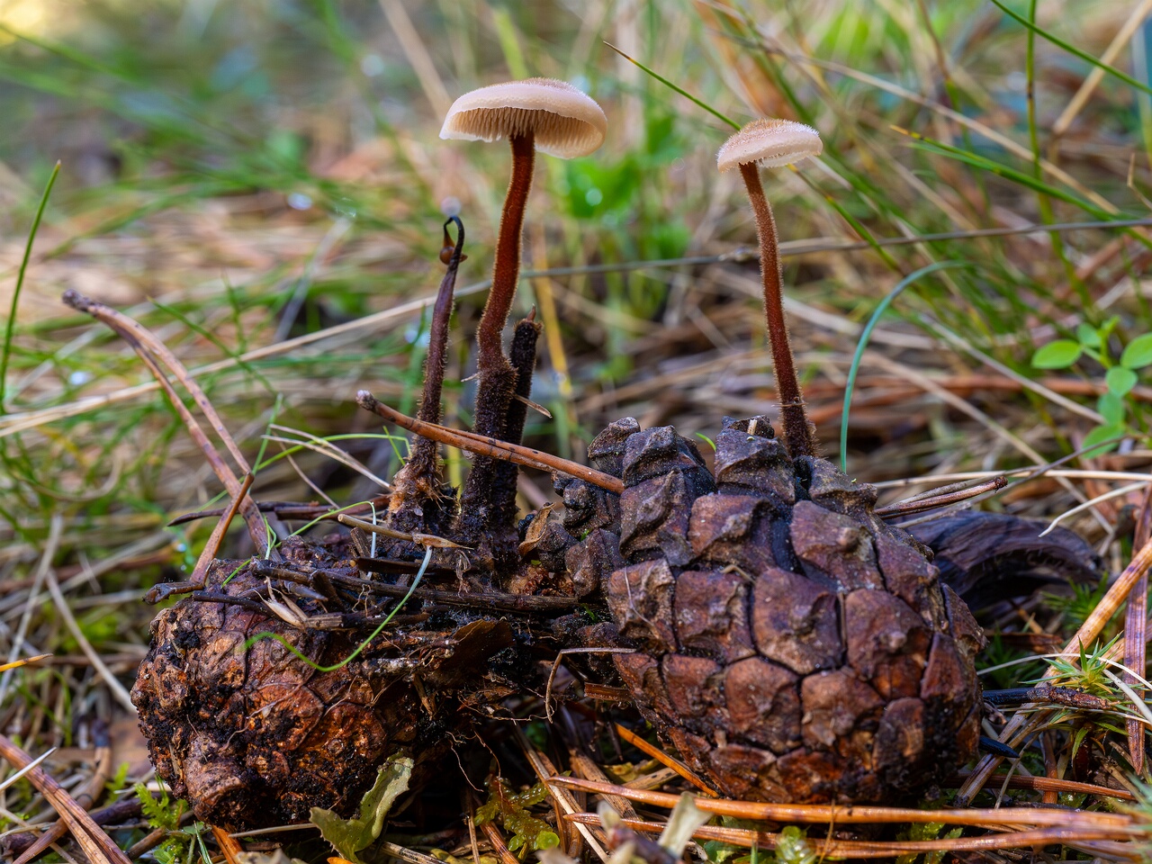 Auriscalpium vulgare _2026-09-14_2-2