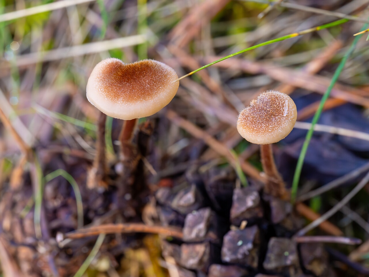 Auriscalpium vulgare _2026-09-14_2-3