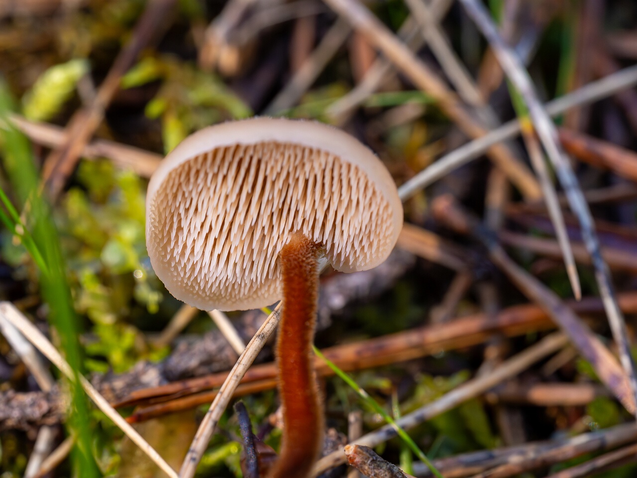 Auriscalpium vulgare _2026-09-14_2-4