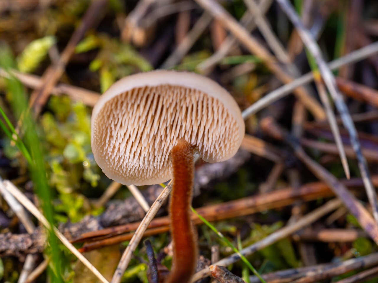 Auriscalpium vulgare _2026-09-14_2-5