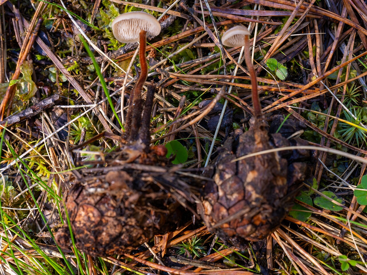 Auriscalpium vulgare _2026-09-14_2-6