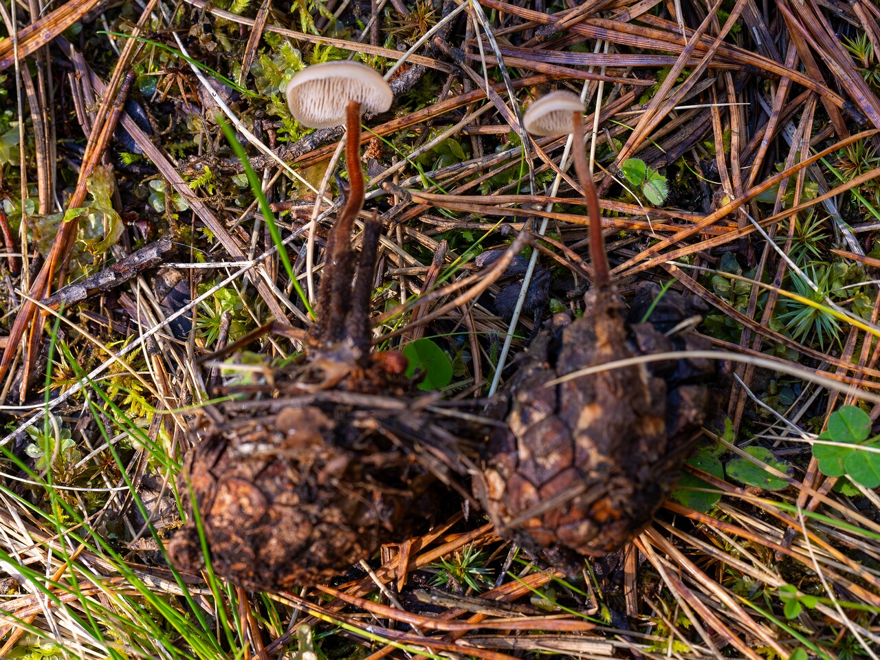 Auriscalpium vulgare _2026-09-14_2-7