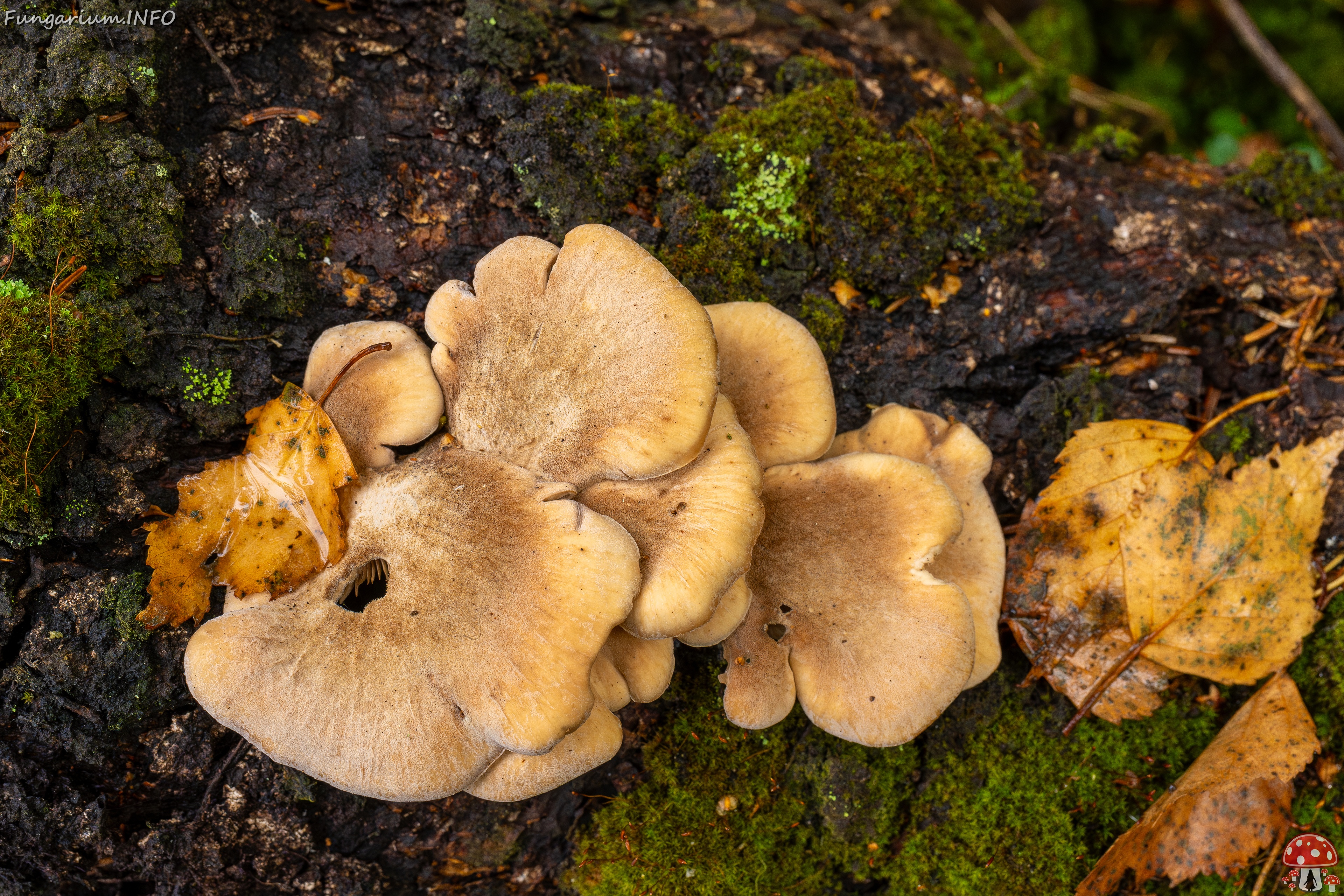 Lentinellus ursinus _2025-09-13_1-1 