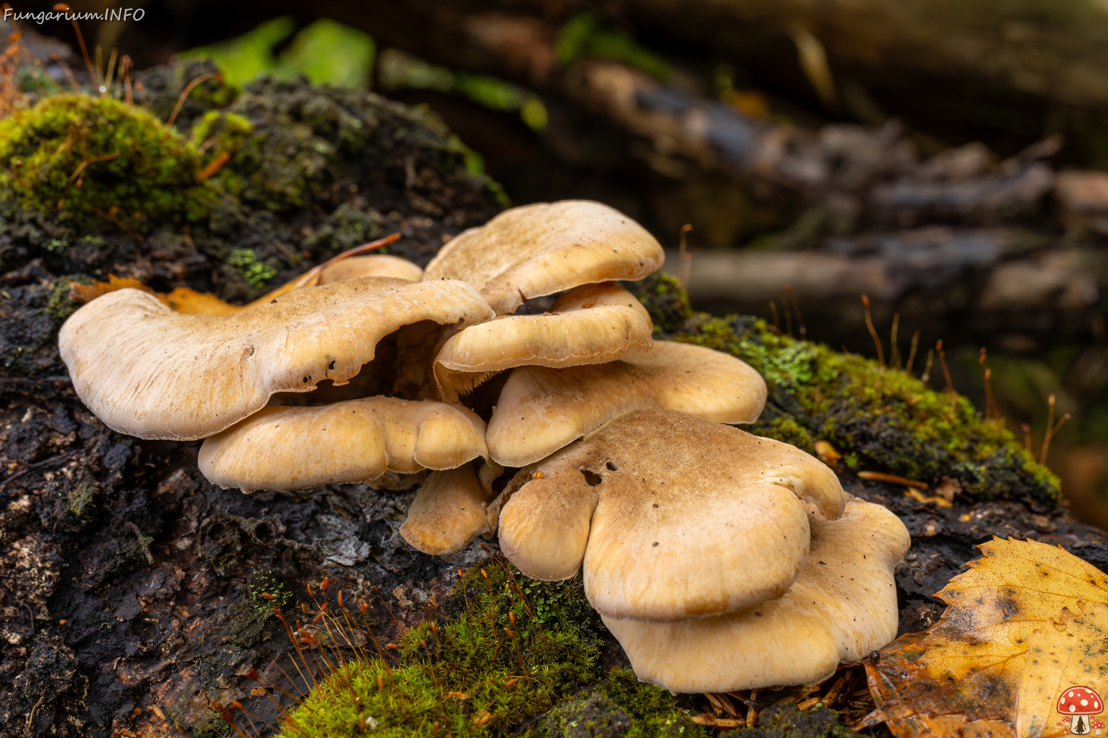 Lentinellus ursinus _2025-09-13_1-3 
