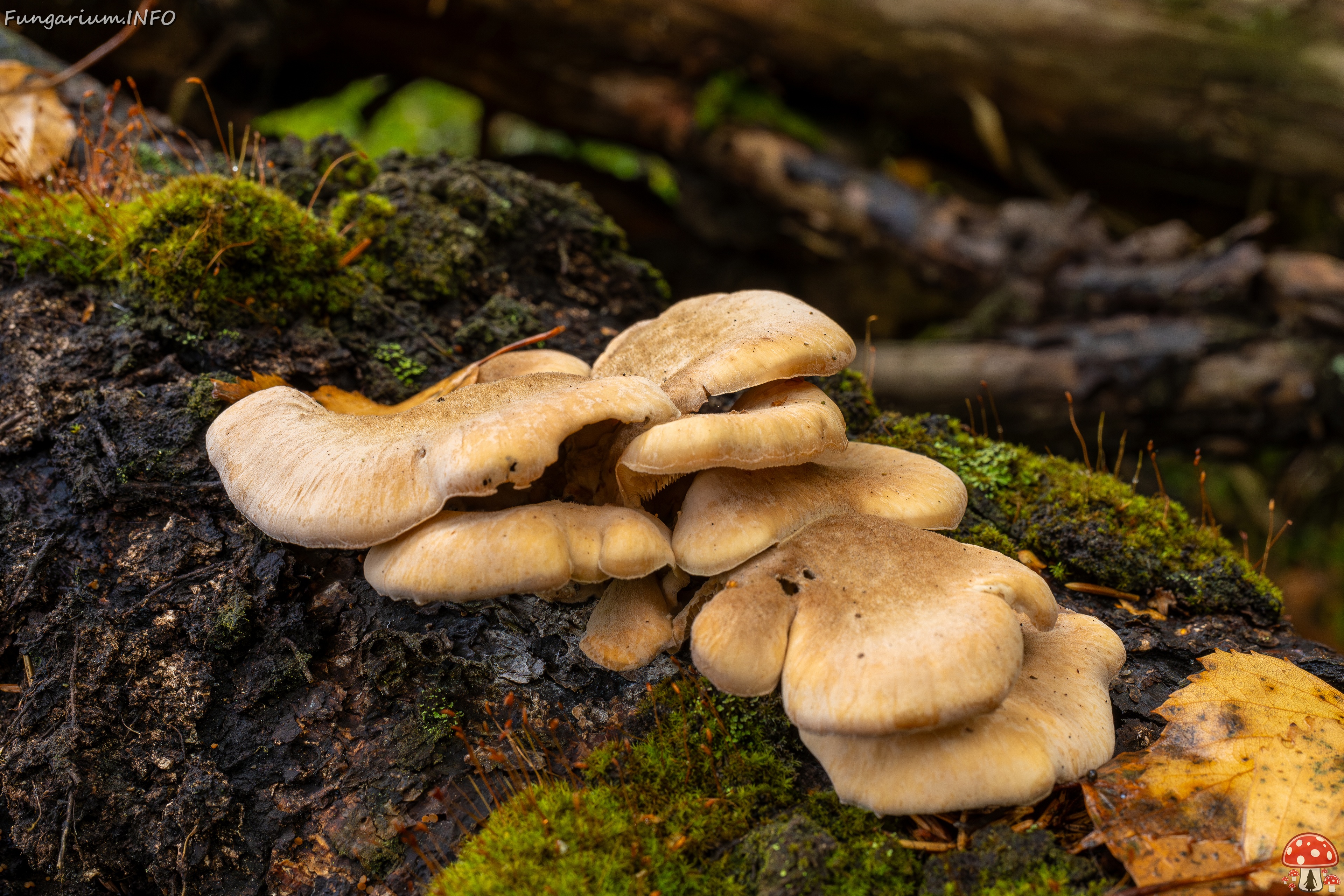 Lentinellus ursinus _2025-09-13_1-4 