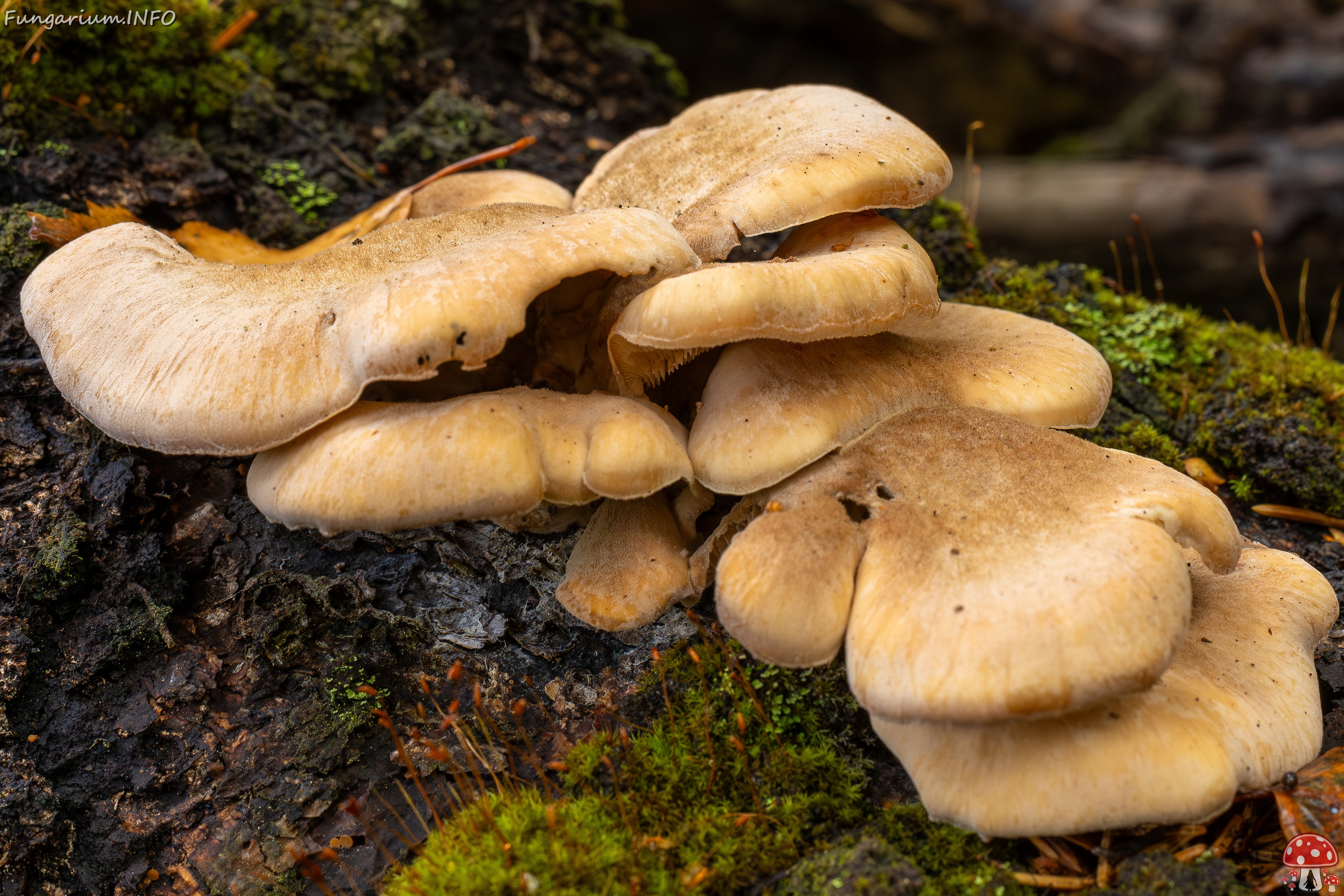 Lentinellus ursinus _2025-09-13_1-5 