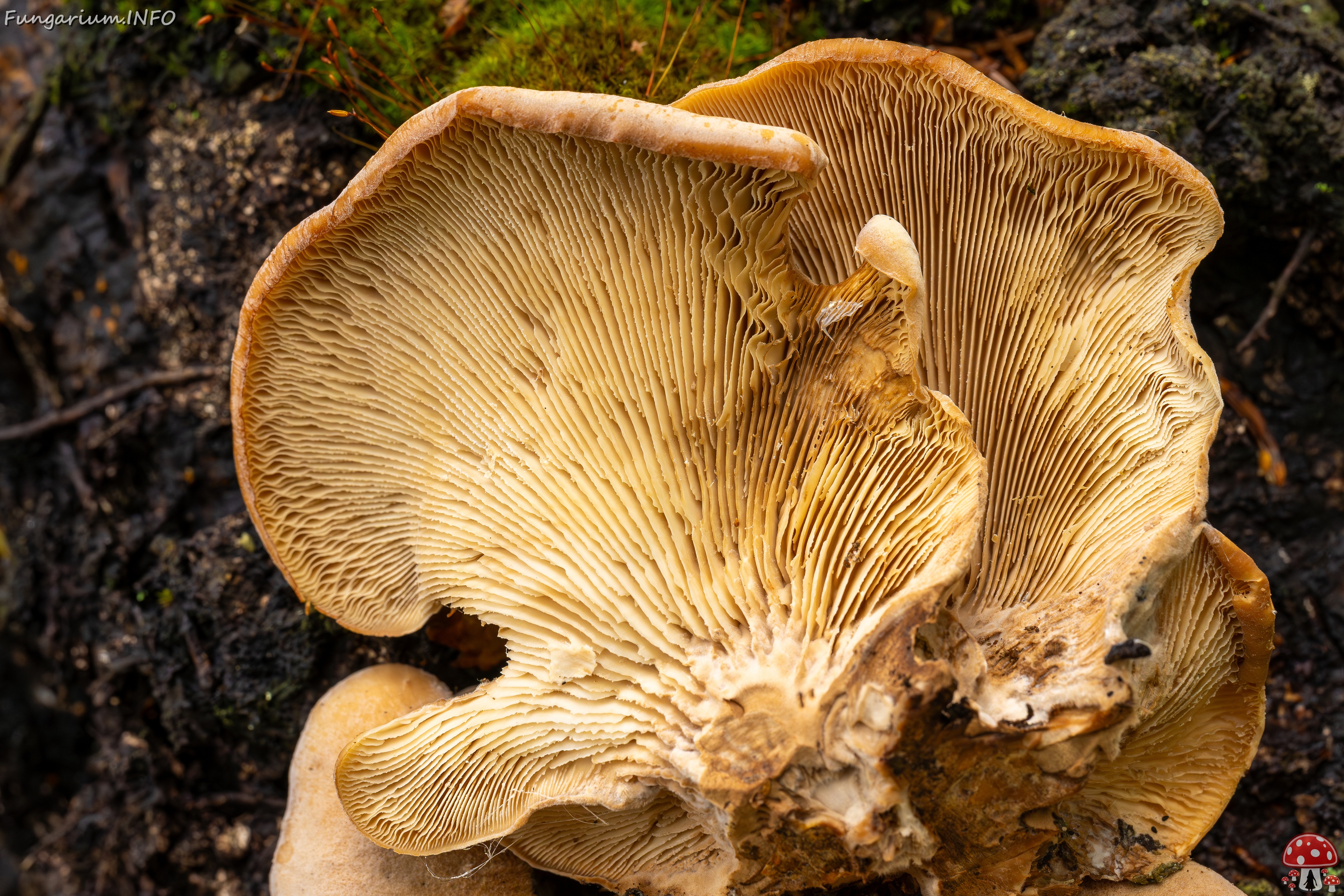 Lentinellus ursinus _2025-09-13_1-8 