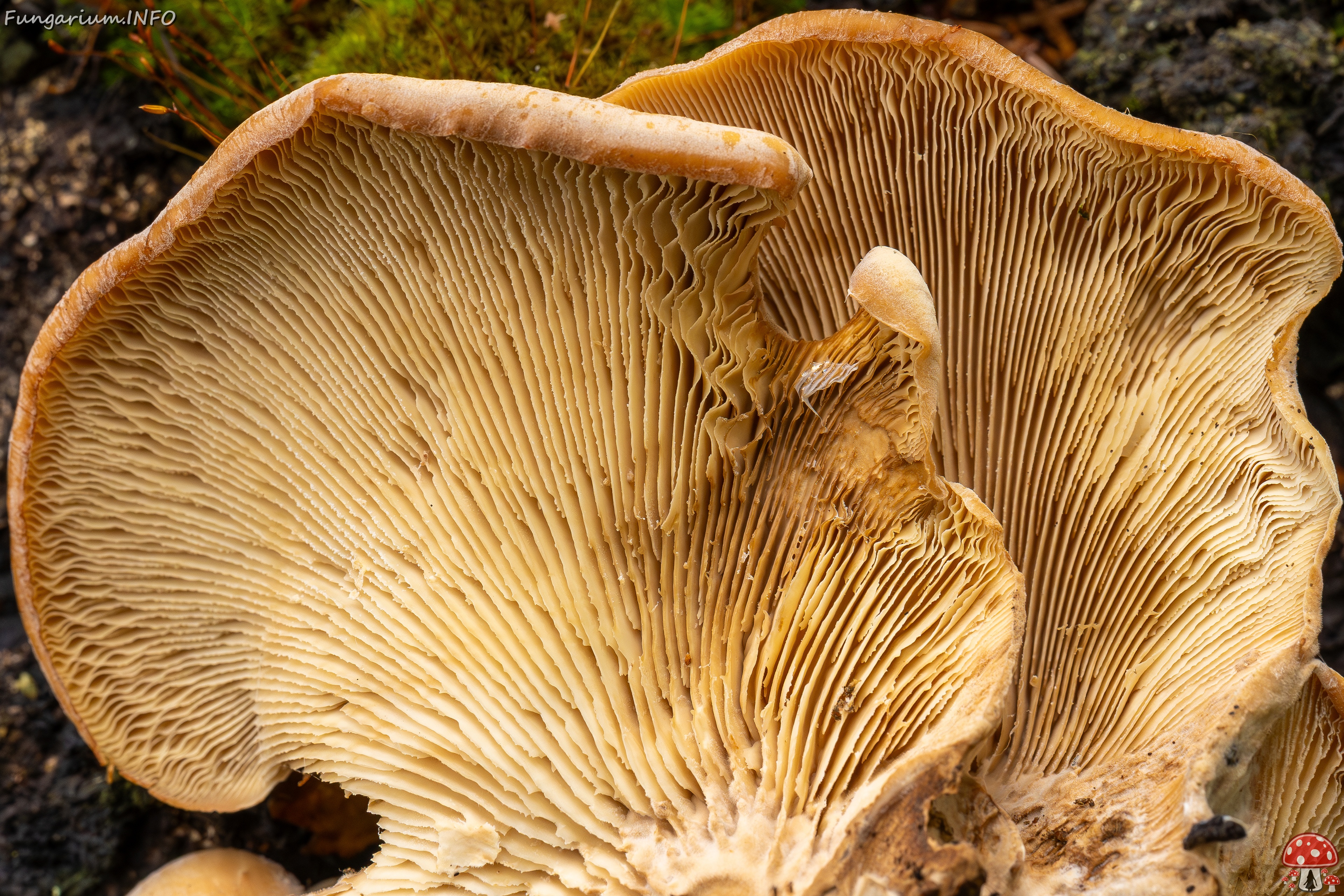 Lentinellus ursinus _2025-09-13_1-9 