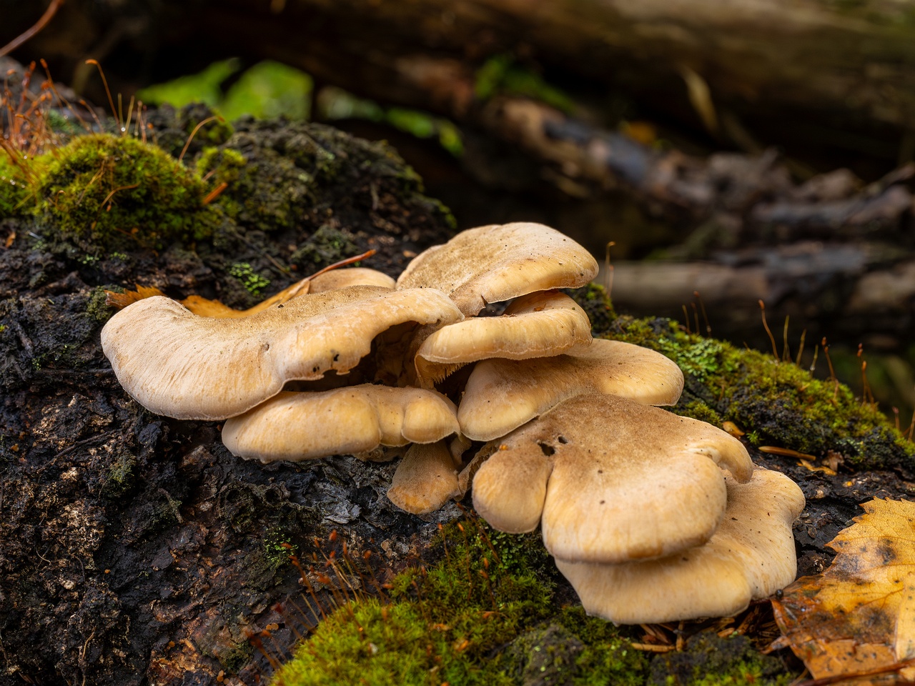 Lentinellus ursinus _2025-09-13_1-4