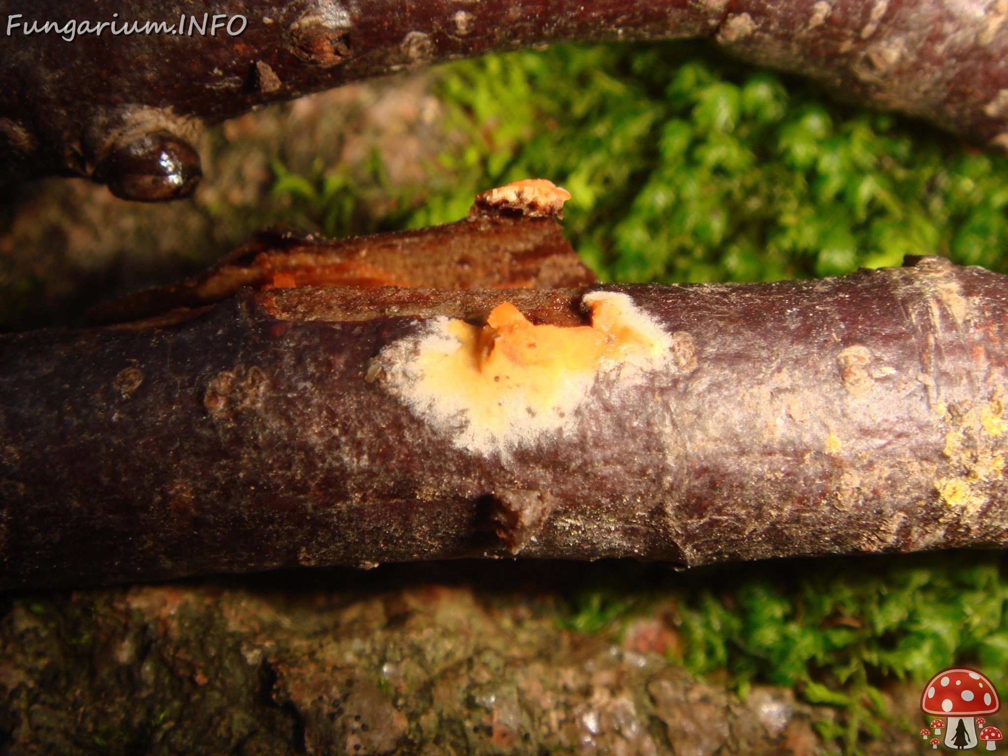 fungi-0002534 